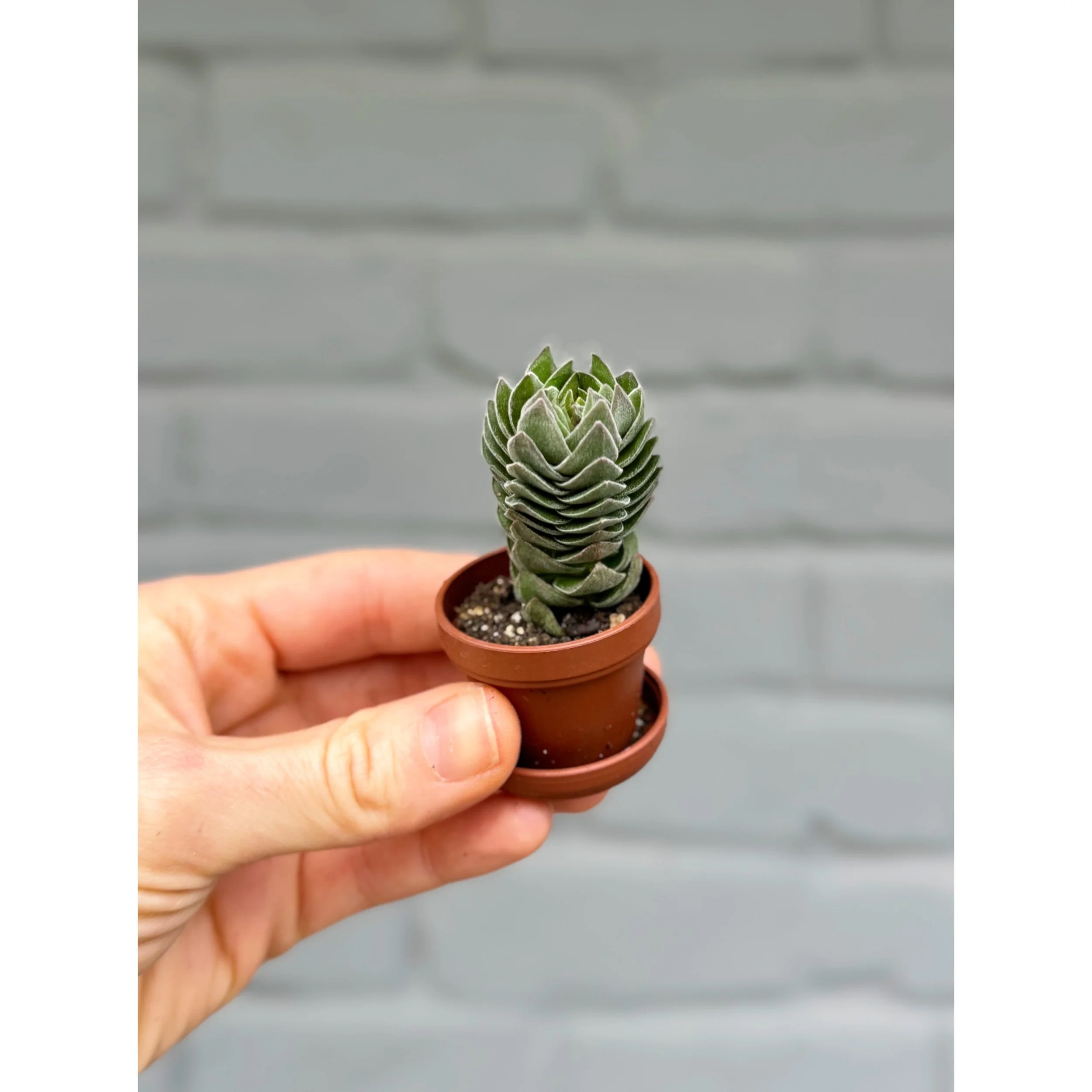 Crassula 'Buddha's Temple'
