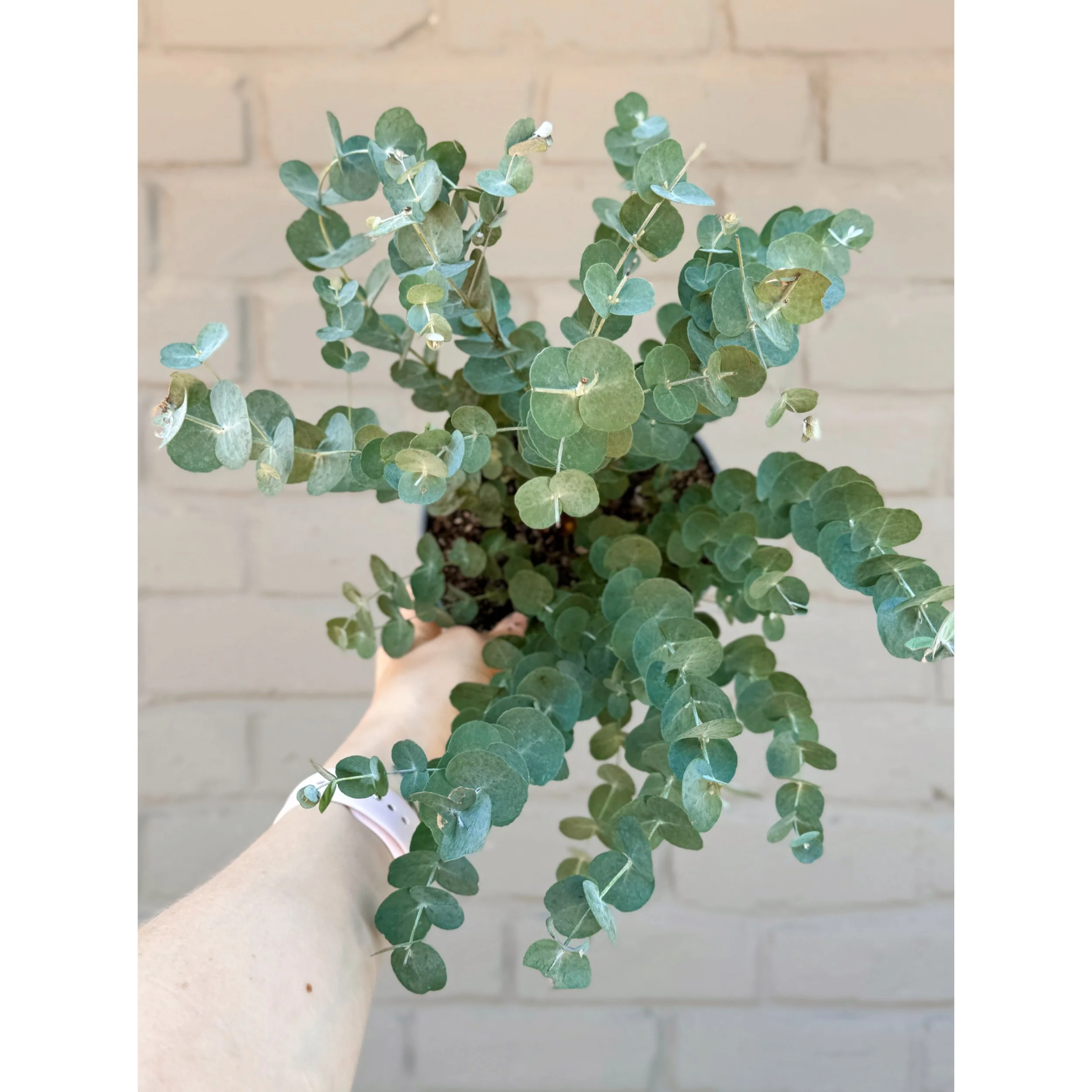 Glacier Eucalyptus