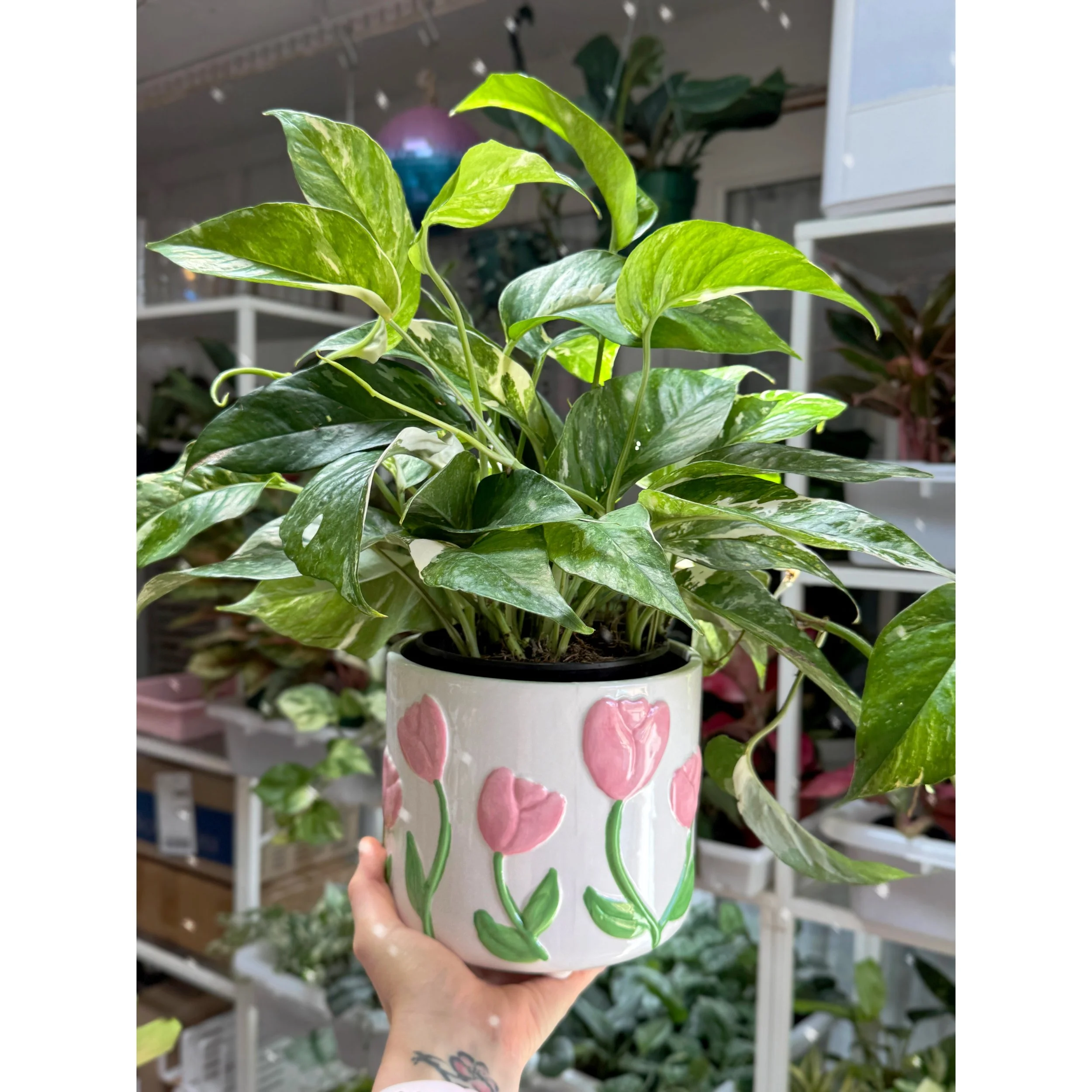 Epipremnum Pinnatum Albo Variegata in Tulip Pot