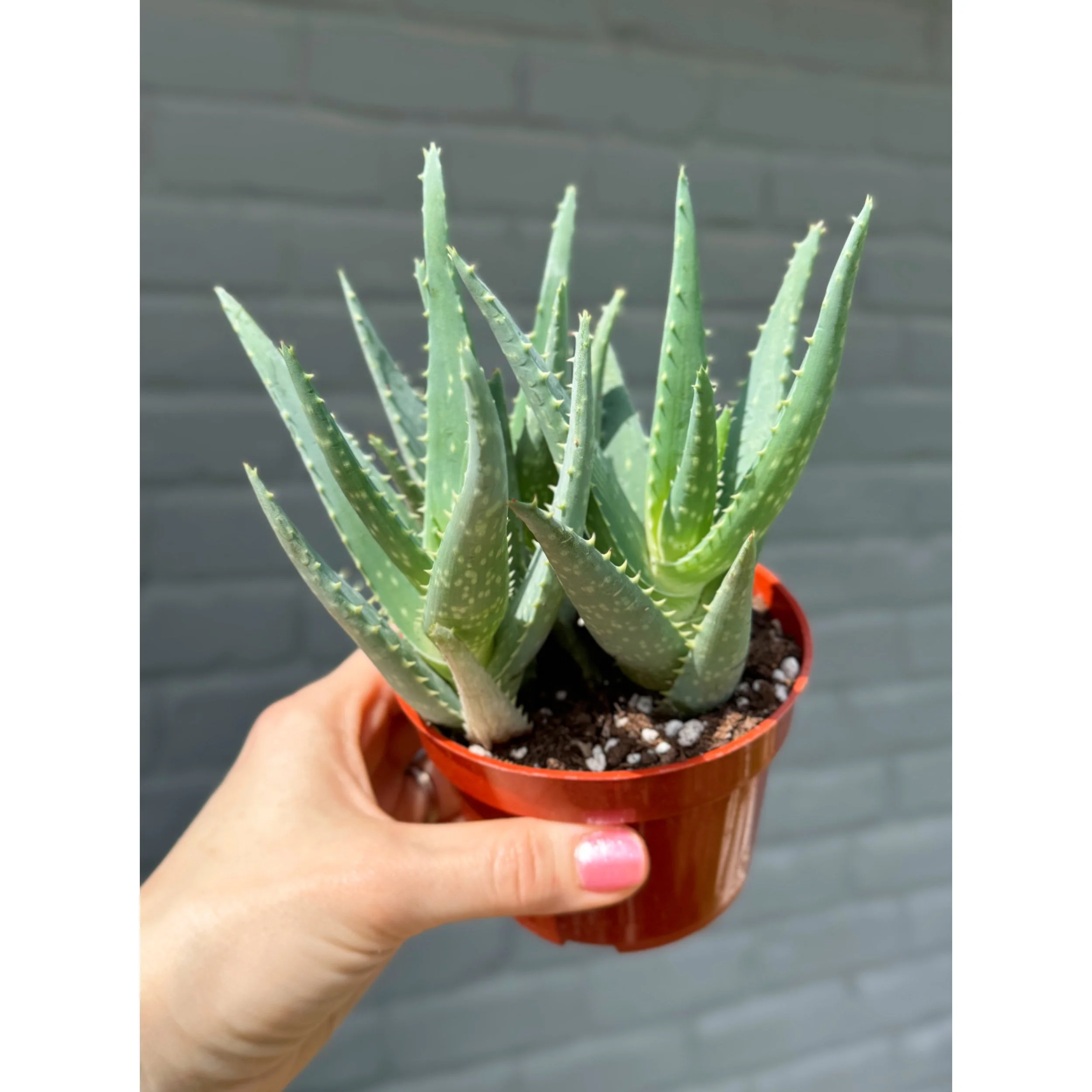 Aloe Hybrid 'California' 4"