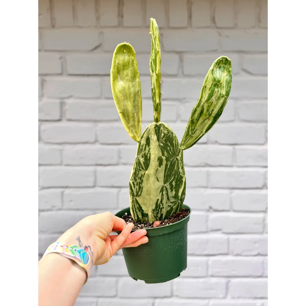 Opuntia Cochenillifera f. Variegata (Spineless) 6"  Stayin' Alive  Succulents