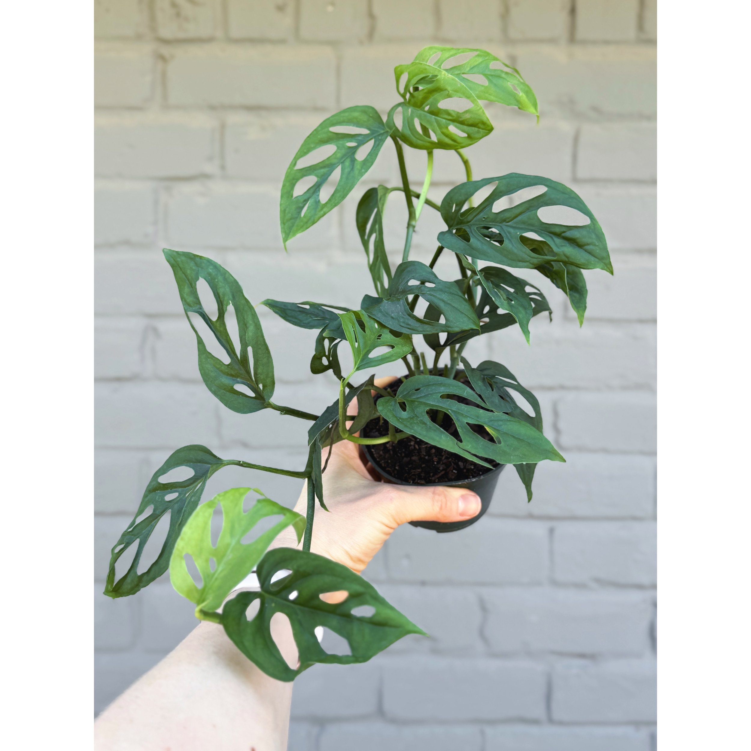 Monstera Adansonii (Narrow Form) 'Swiss Cheese'