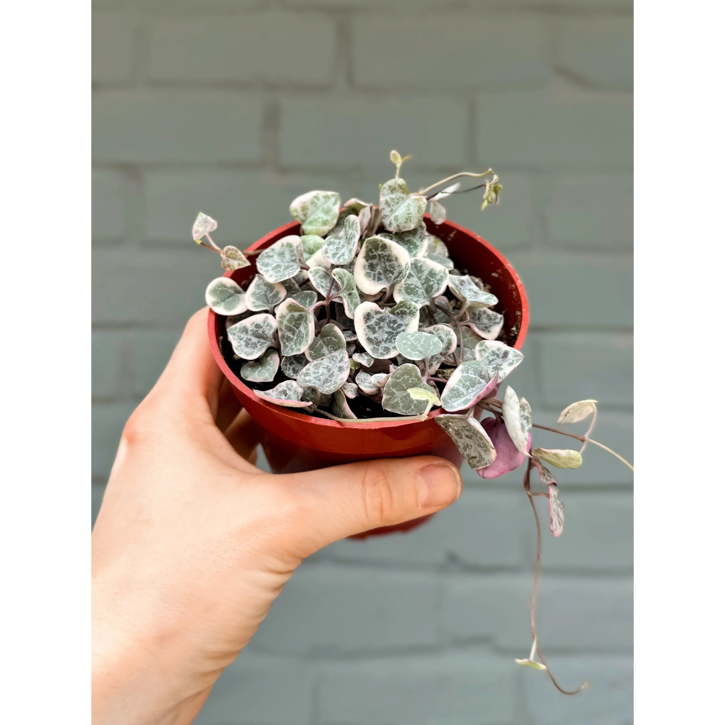 Ceropegia Woodii Variegata 'Variegated String of Hearts'