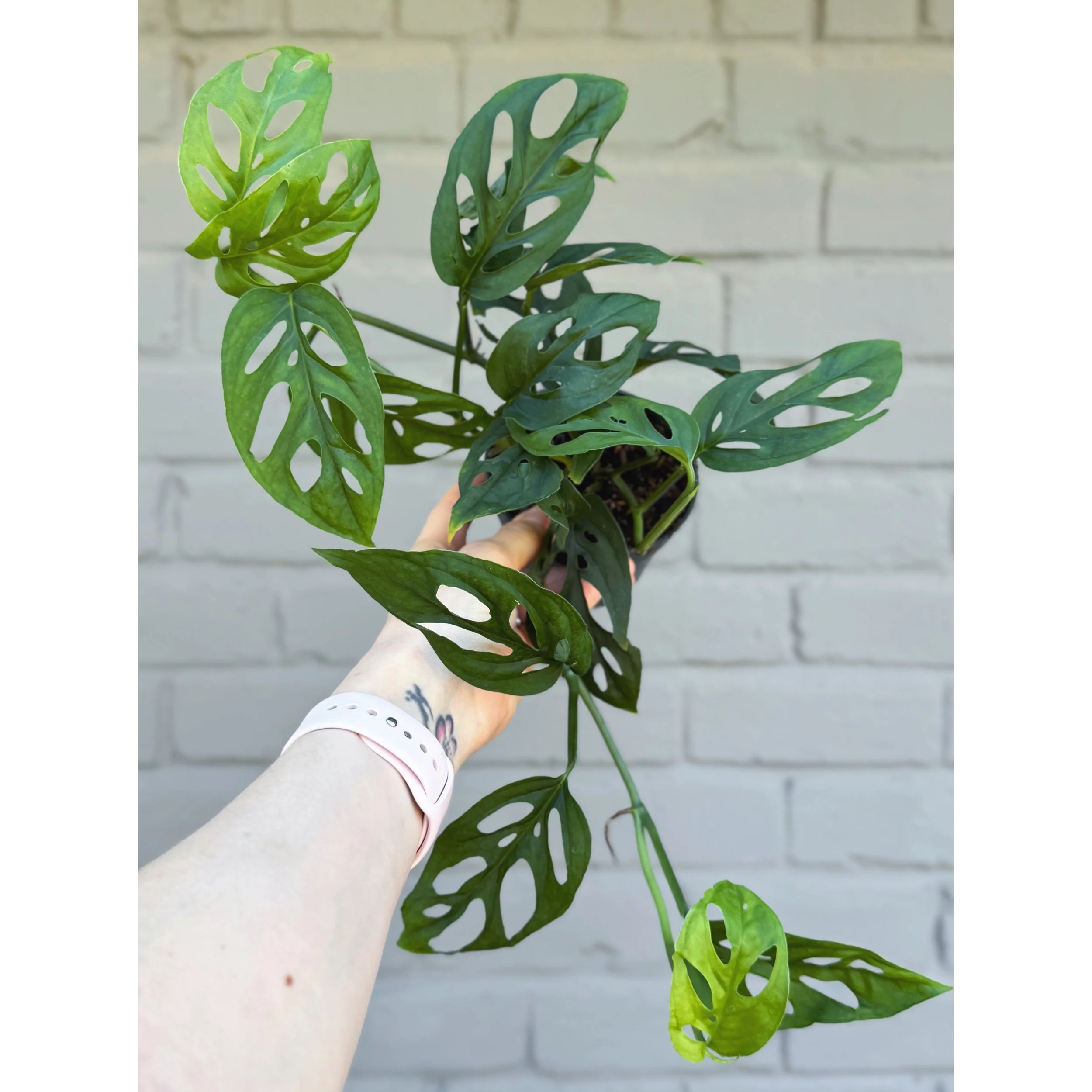 Monstera Adansonii (Narrow Form) 'Swiss Cheese'