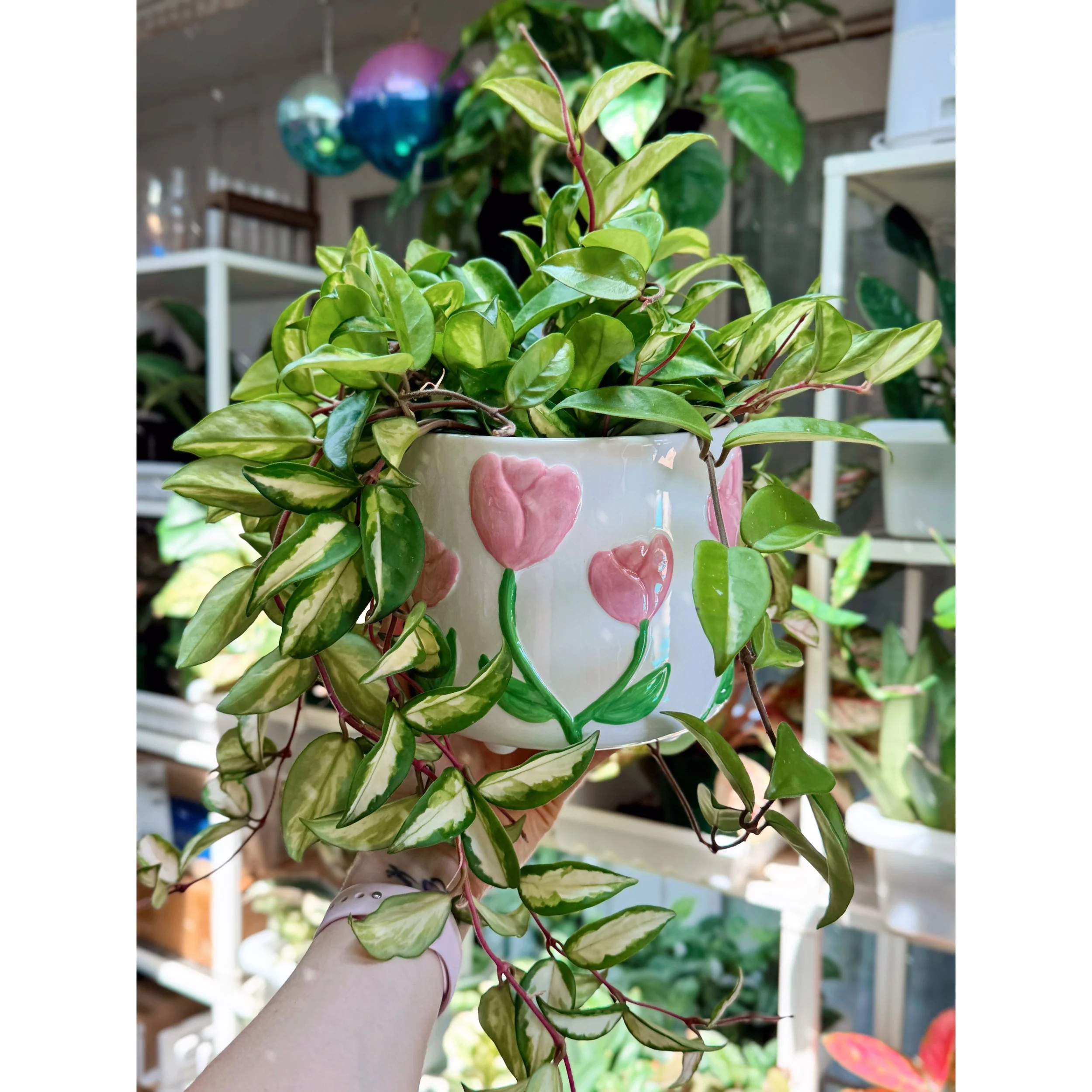 Hoya Carnosa Tricolor 'Krimson Princess' in Tulip Pot