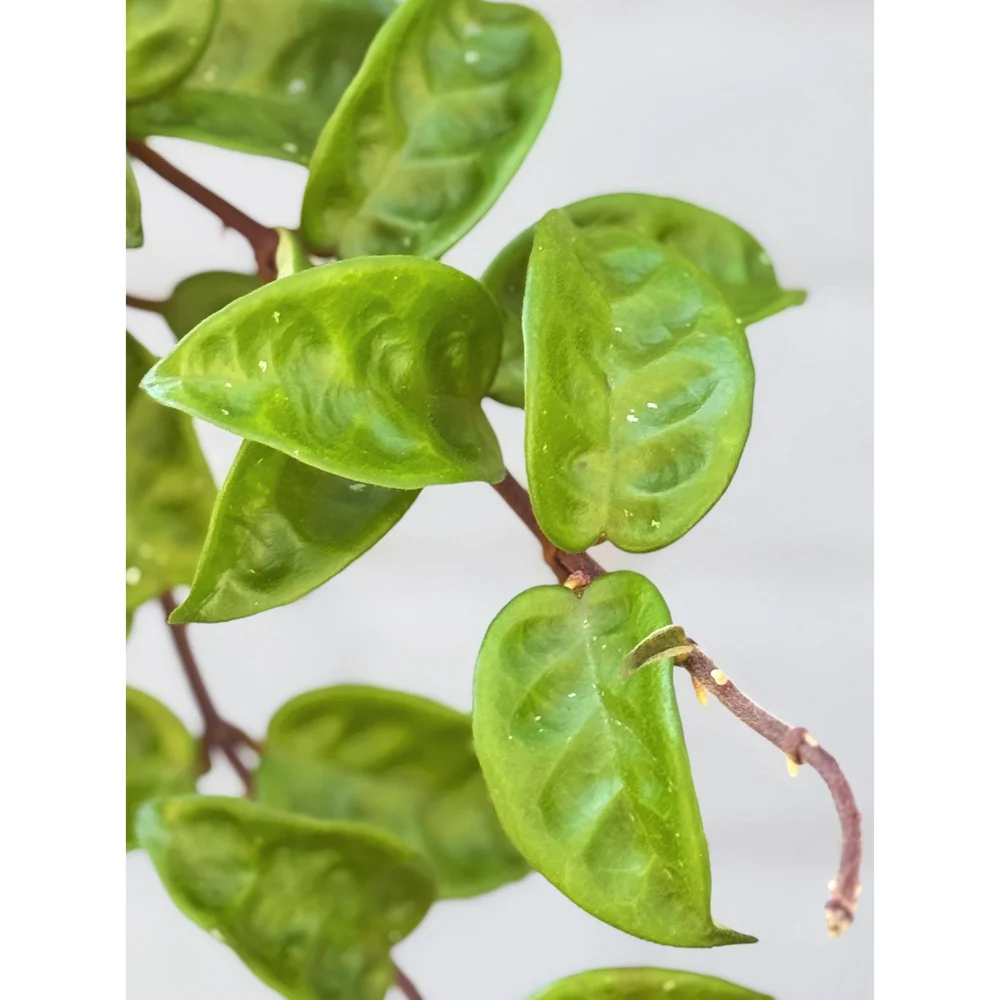 Hoya Krinkle 8 6