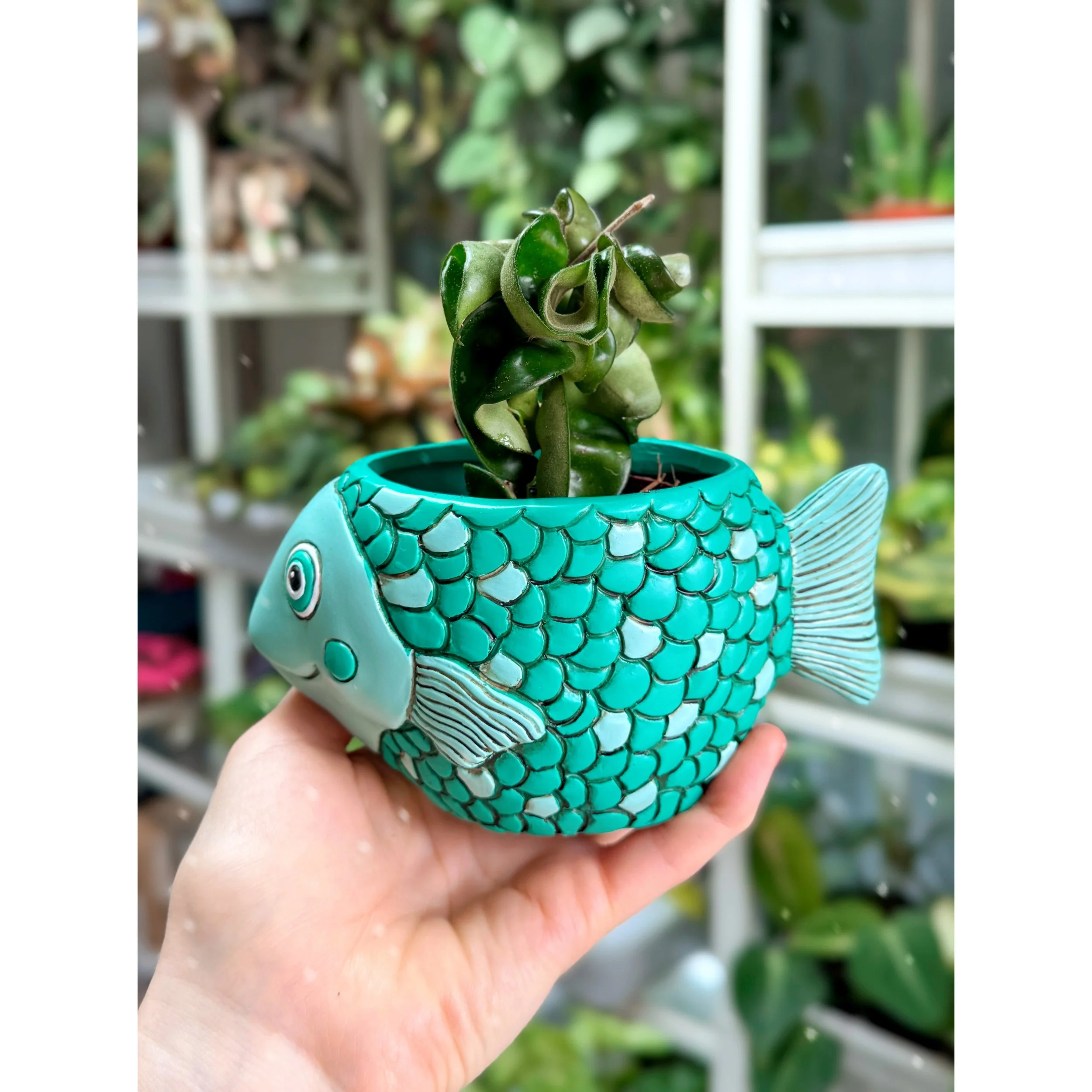 Hoya Carnosa Compacta 'Hindu Rope' in Teal Rainbow Fish Planter