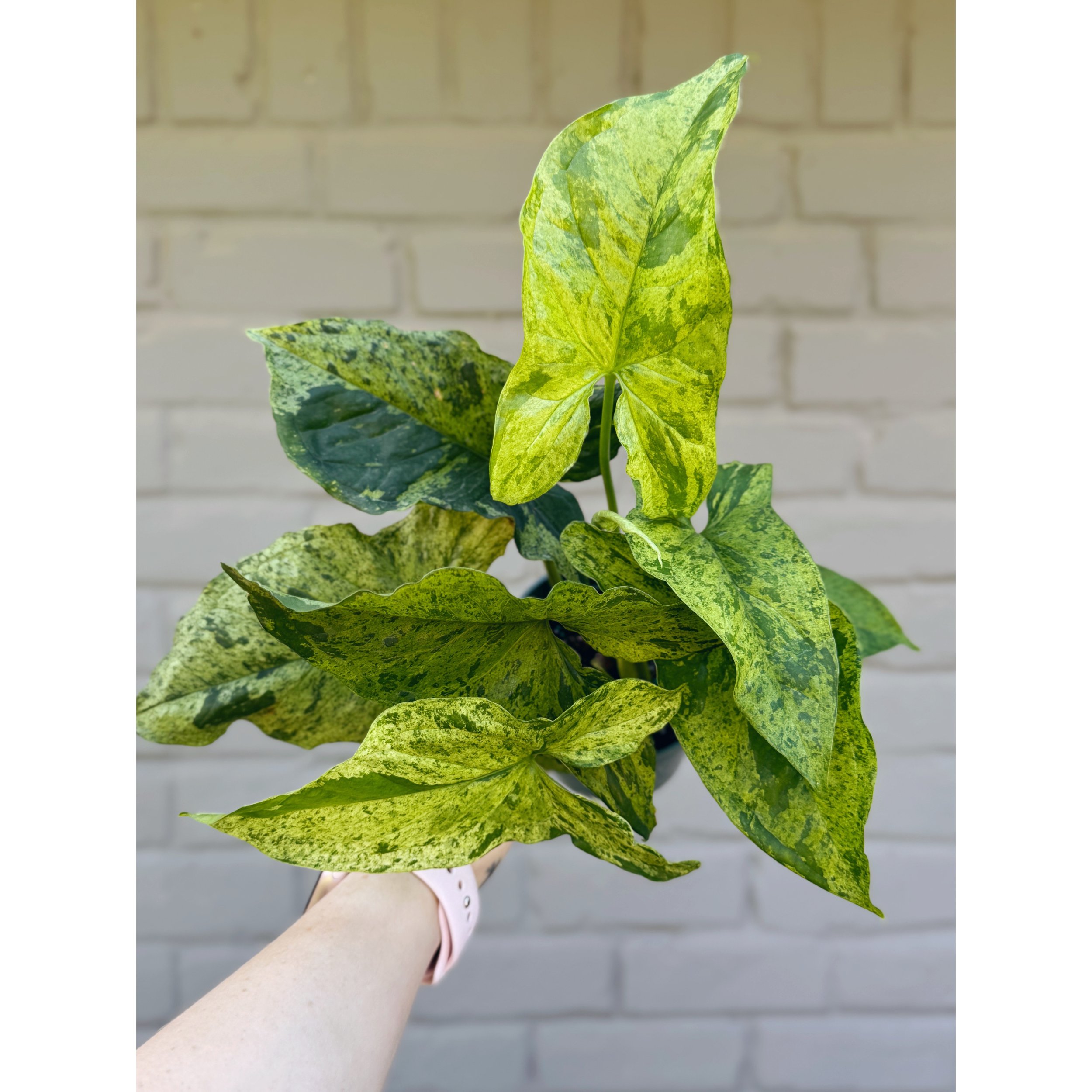Syngonium 'Mottled Mojito'