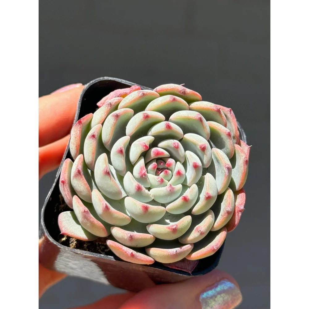Echeveria 'Minima' Rosette 2"  Stayin' Alive Succulents