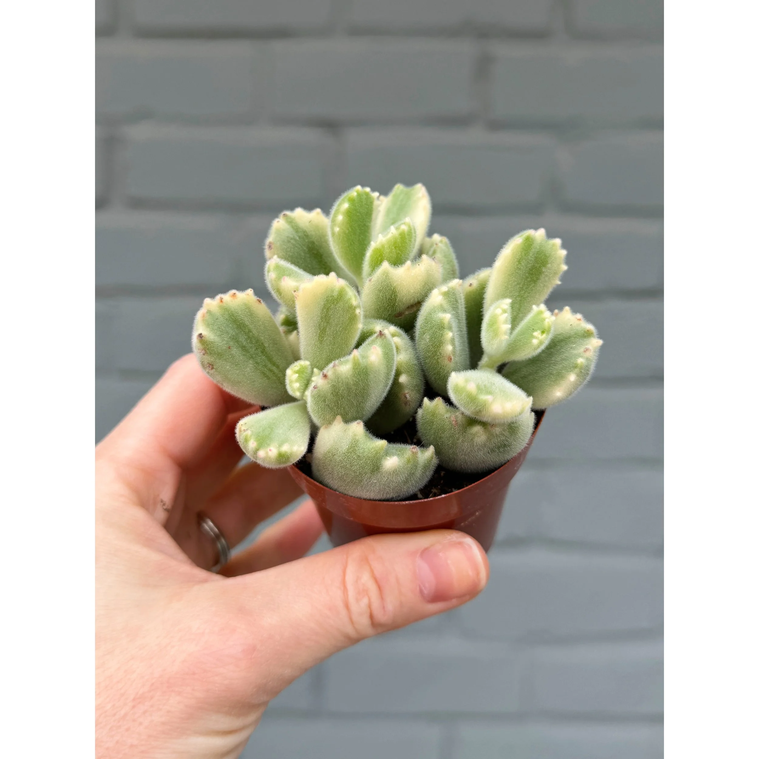 Cotyledon Tomentosa Variegated 'Bear Paw'