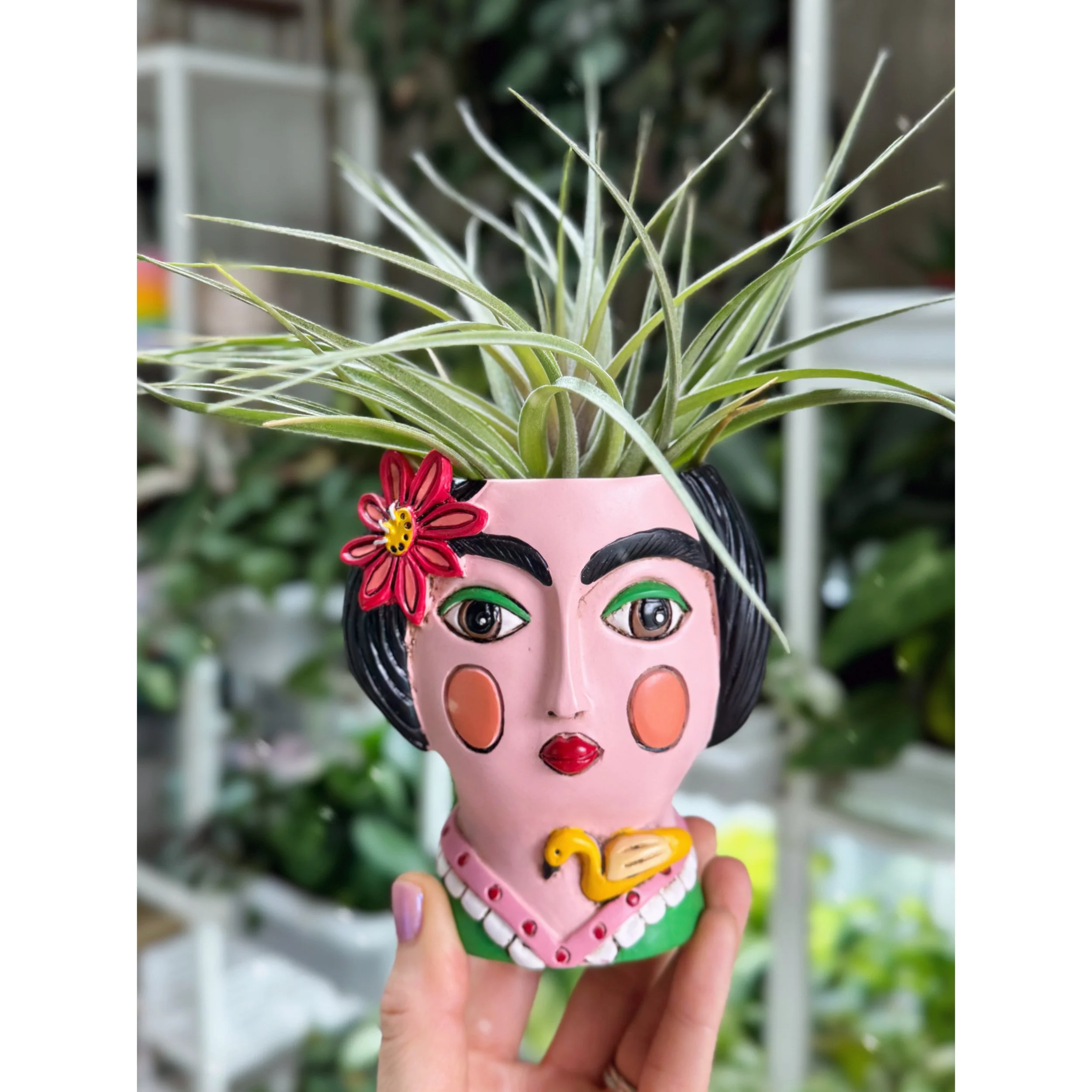 Tillandsia Capitata Peach - Air Plant in Frida Pot