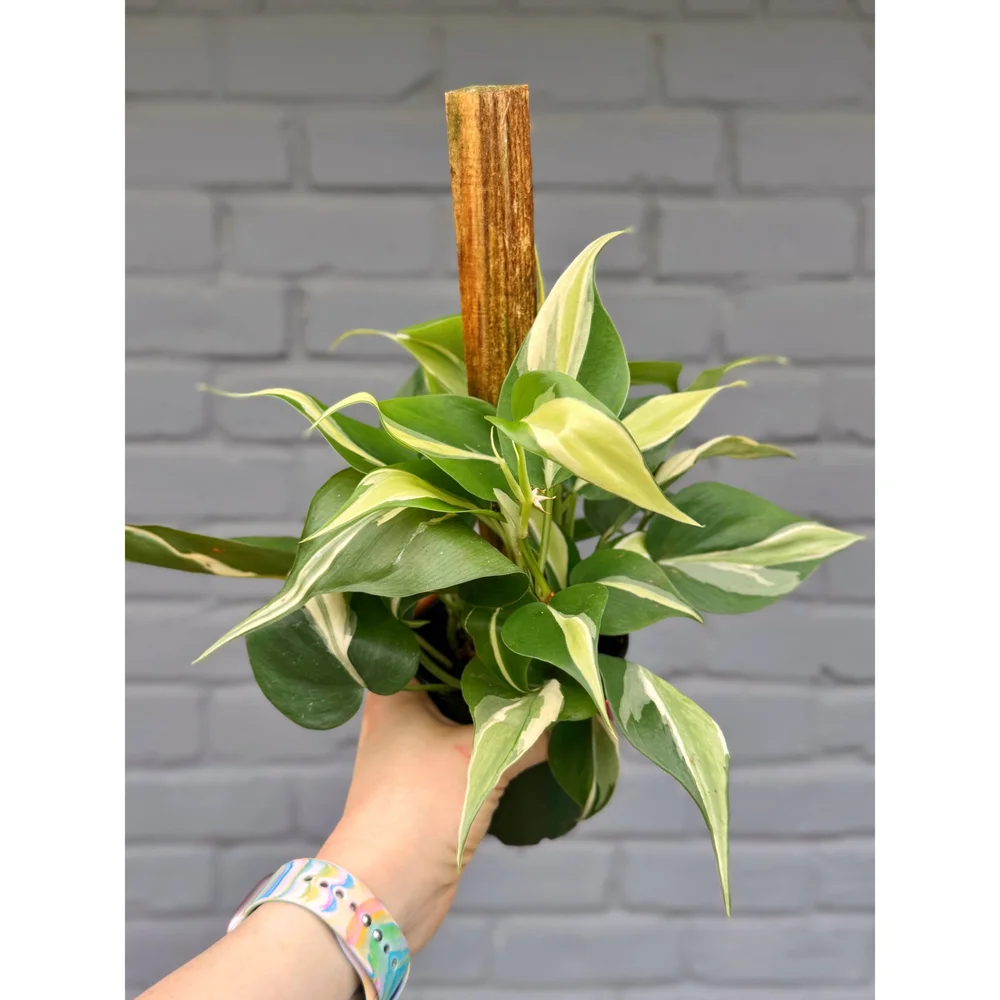 philodendron silver stripe Philodendron Silver Stripe, 6” Pot – Angie's Planties main image 0