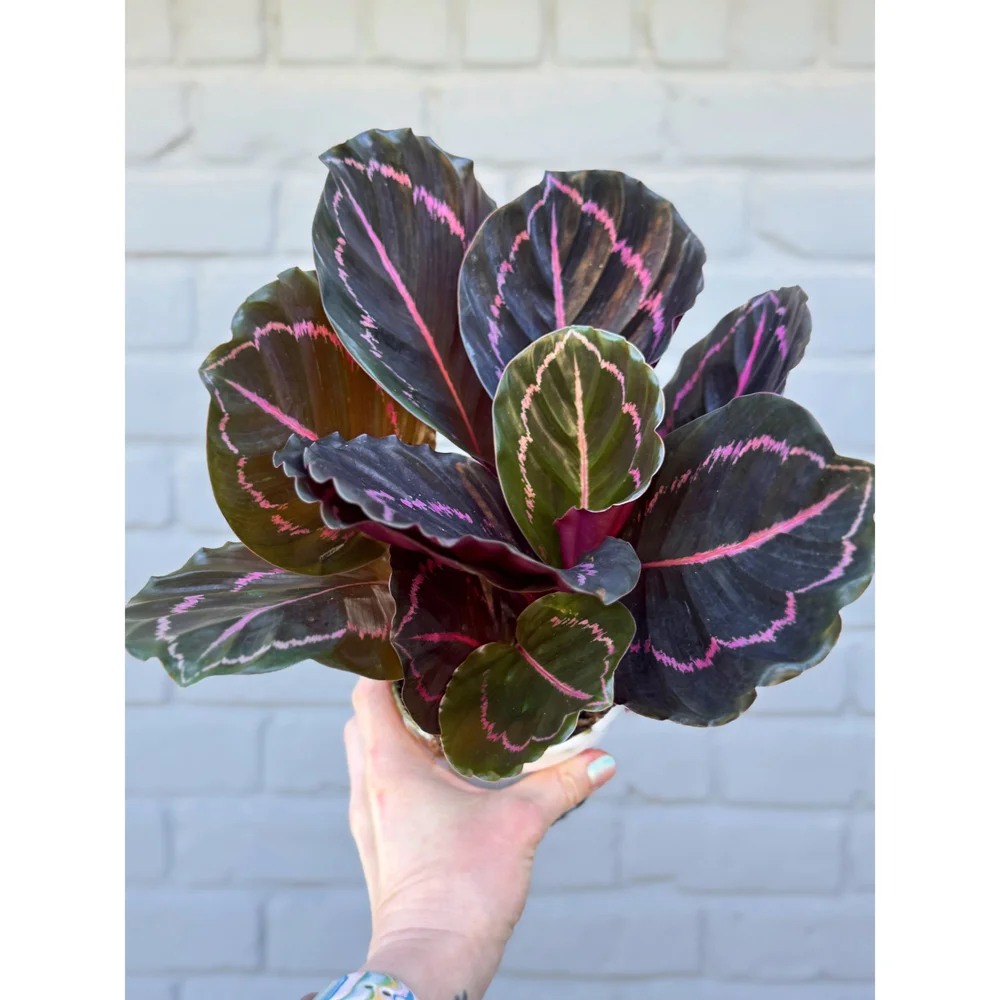 ikea calathea orbifolia Calathea Orbifolia – Végétal Design Qc main image 1