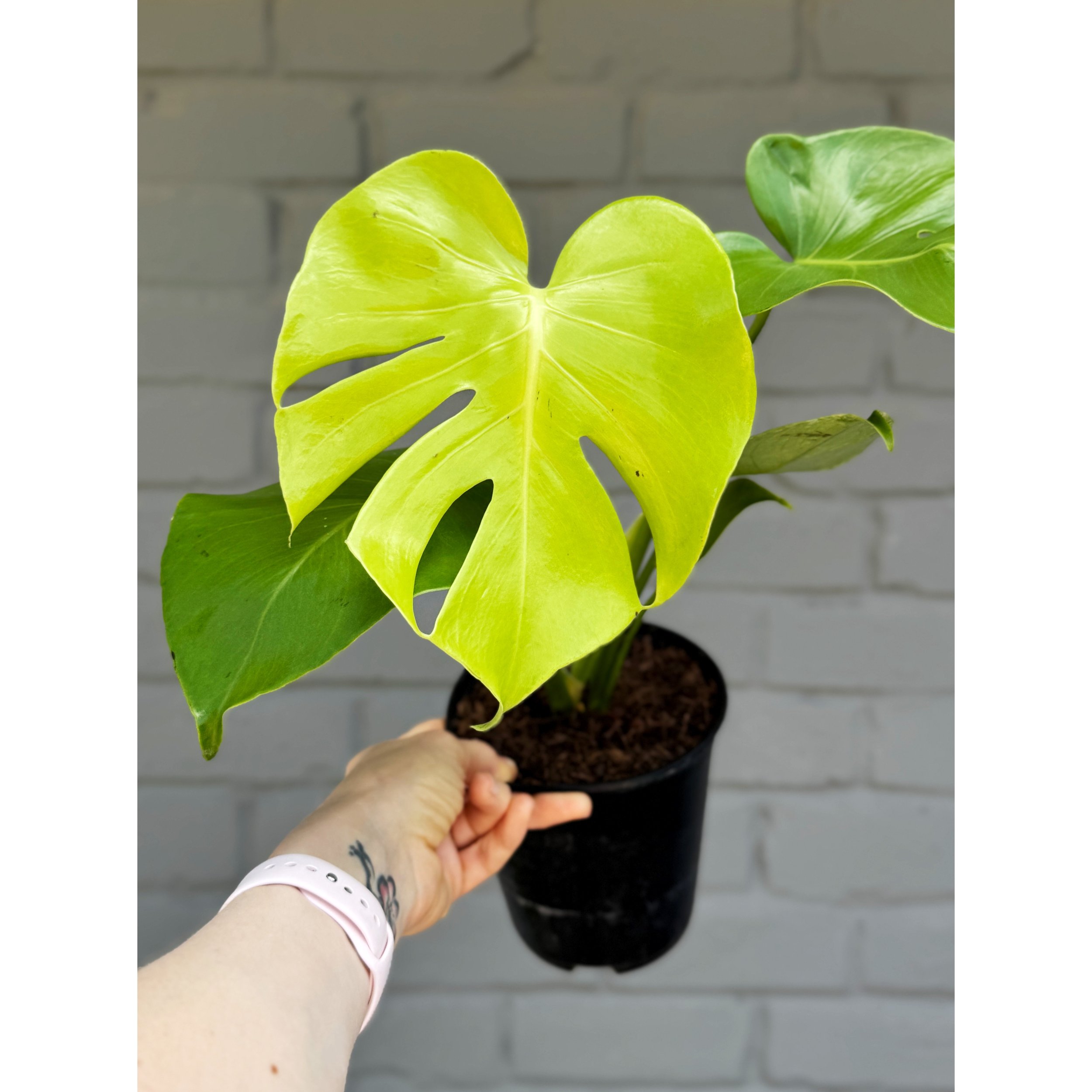 Monstera Golden Compact
