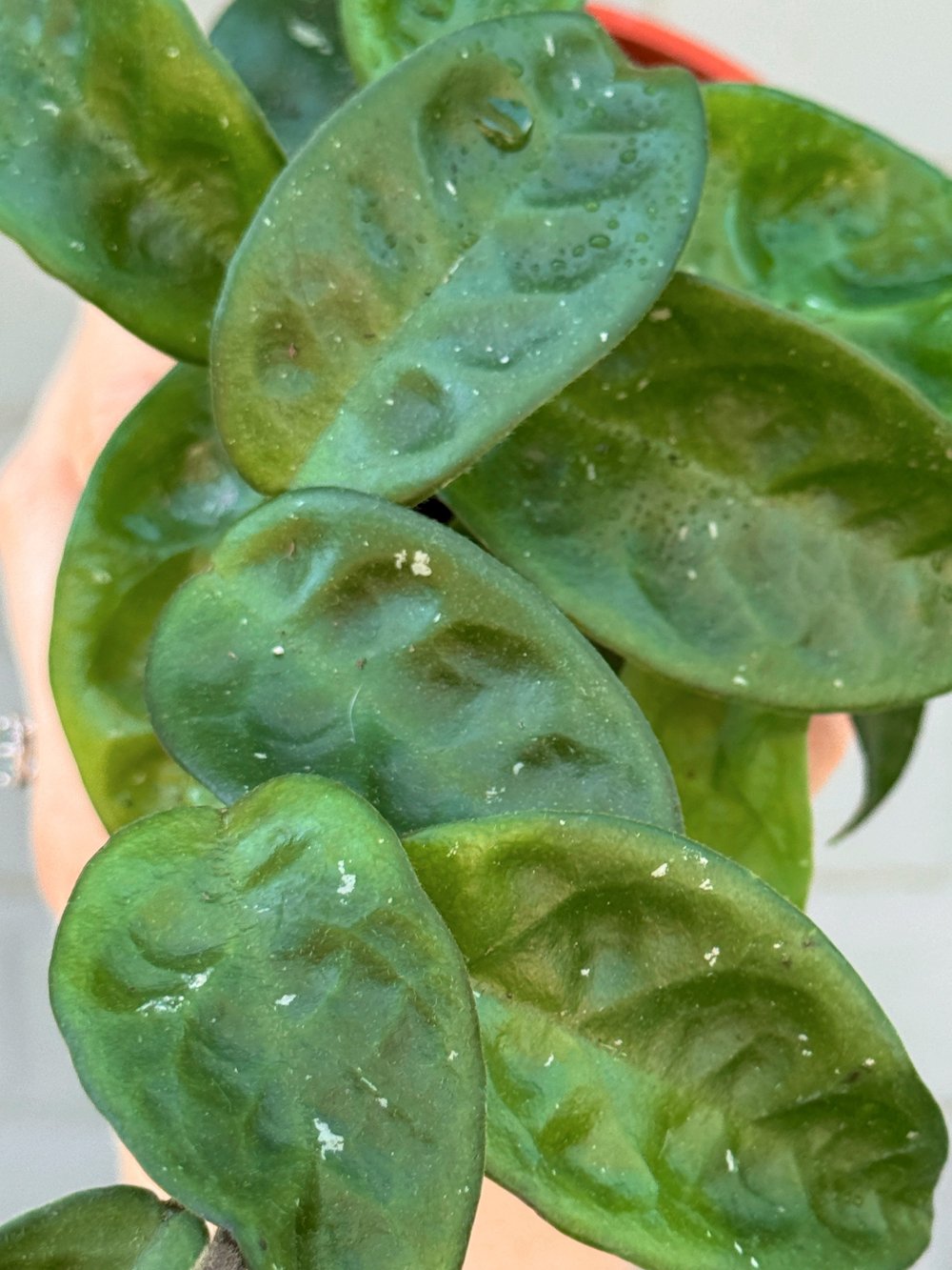 Hoya Carnosa Krinkle 8 — Stayin' Alive Succulents