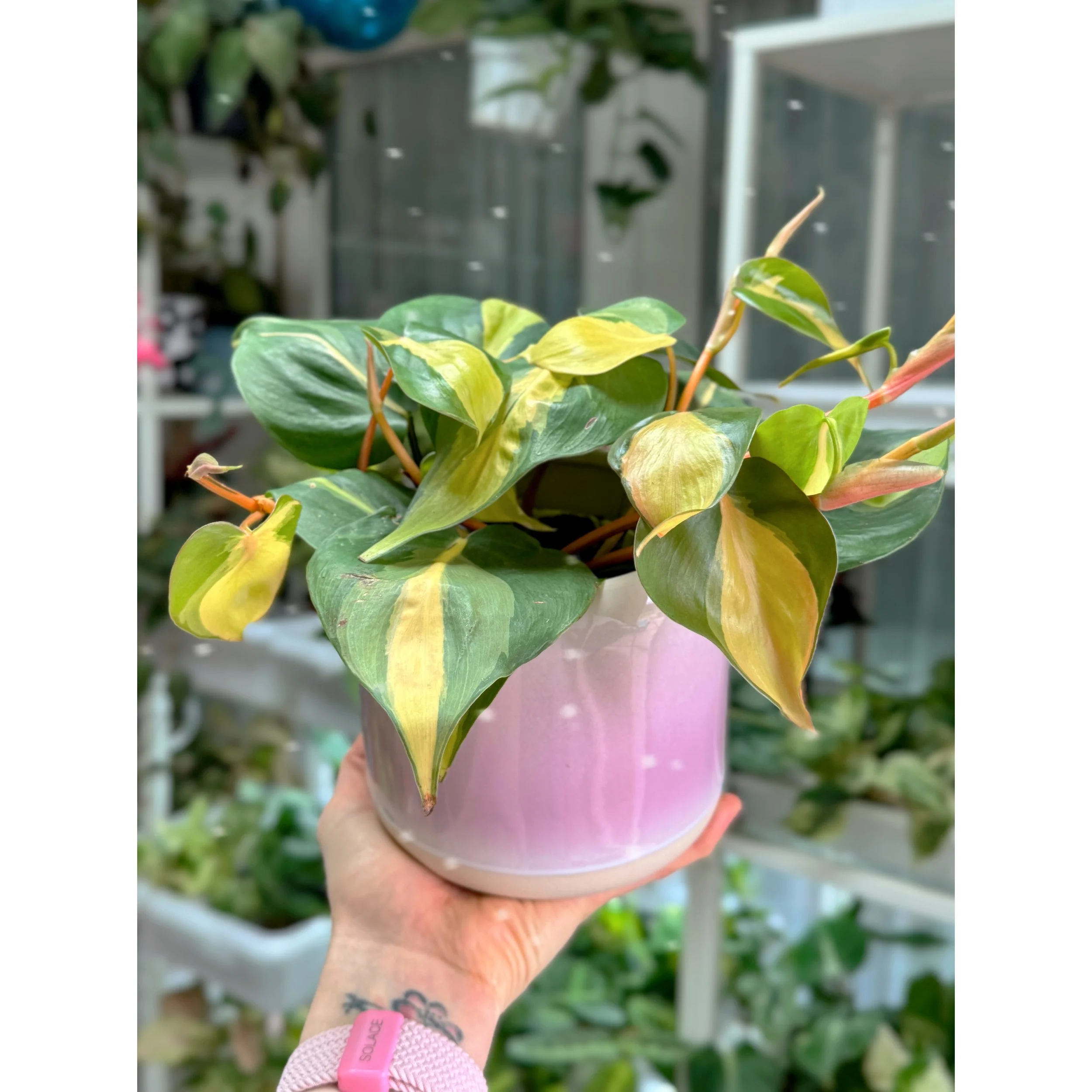 Philodendron 'Brasil' Pastel Lilac Pot