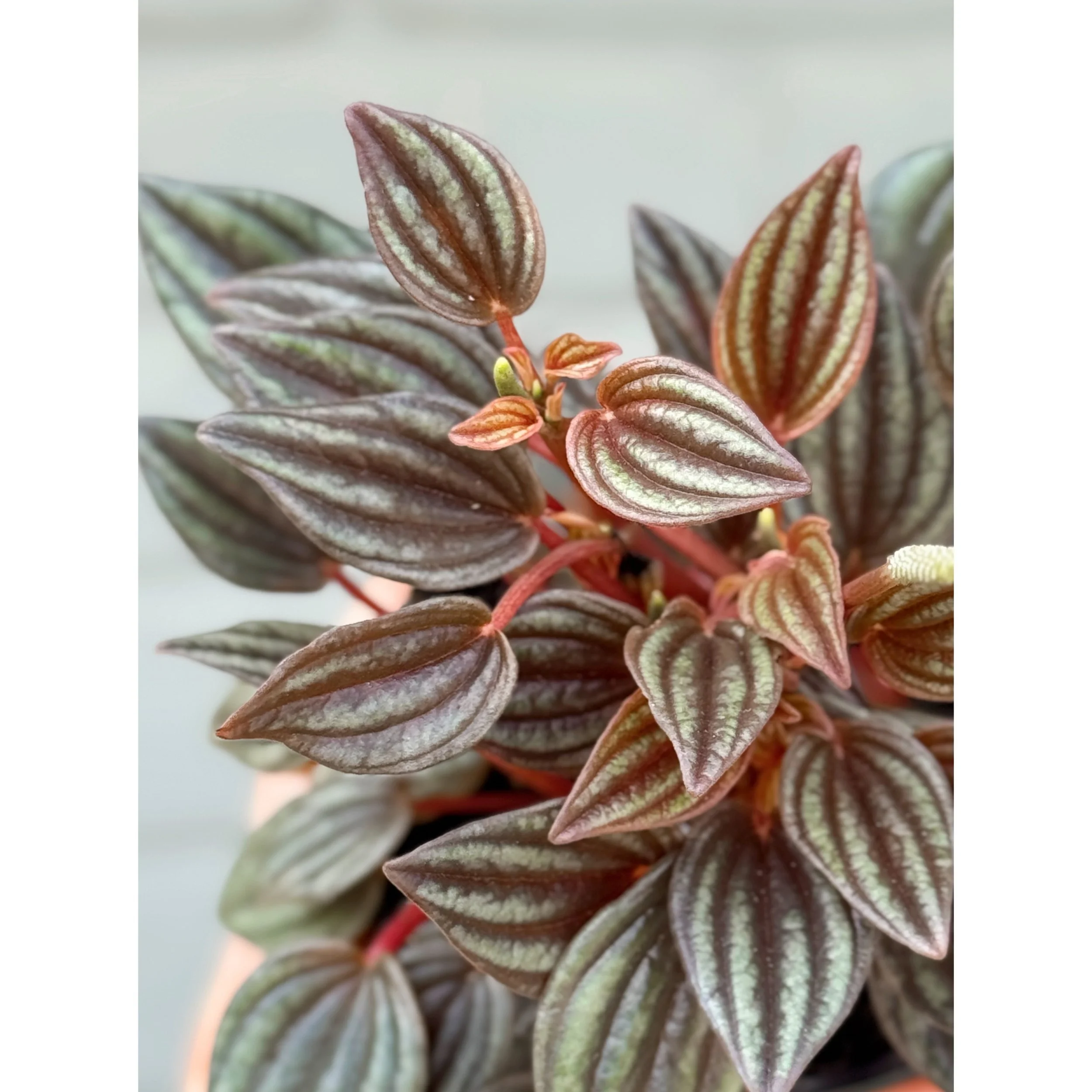 Peperomia Caperata 'Lima'