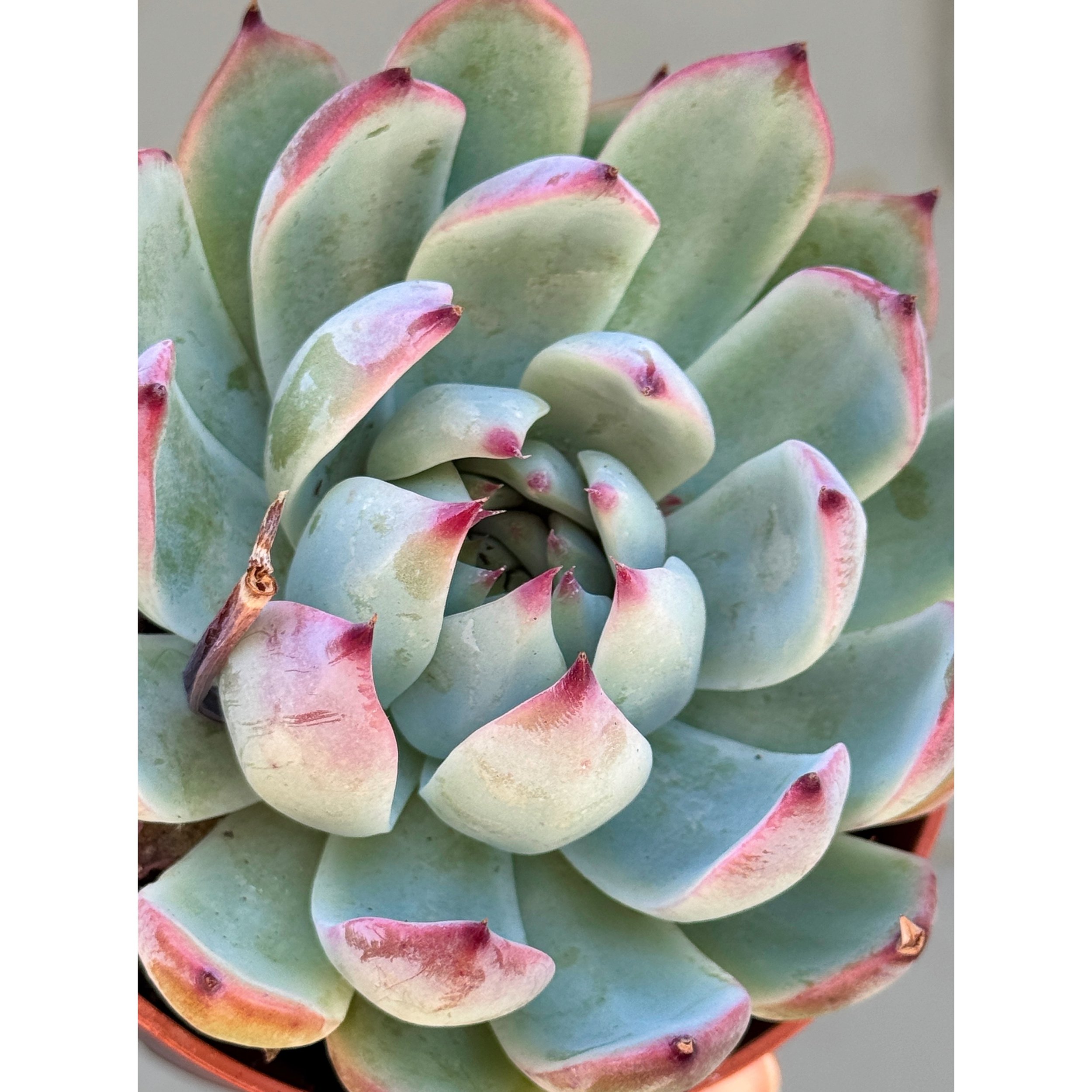 Echeveria 'Colorata'