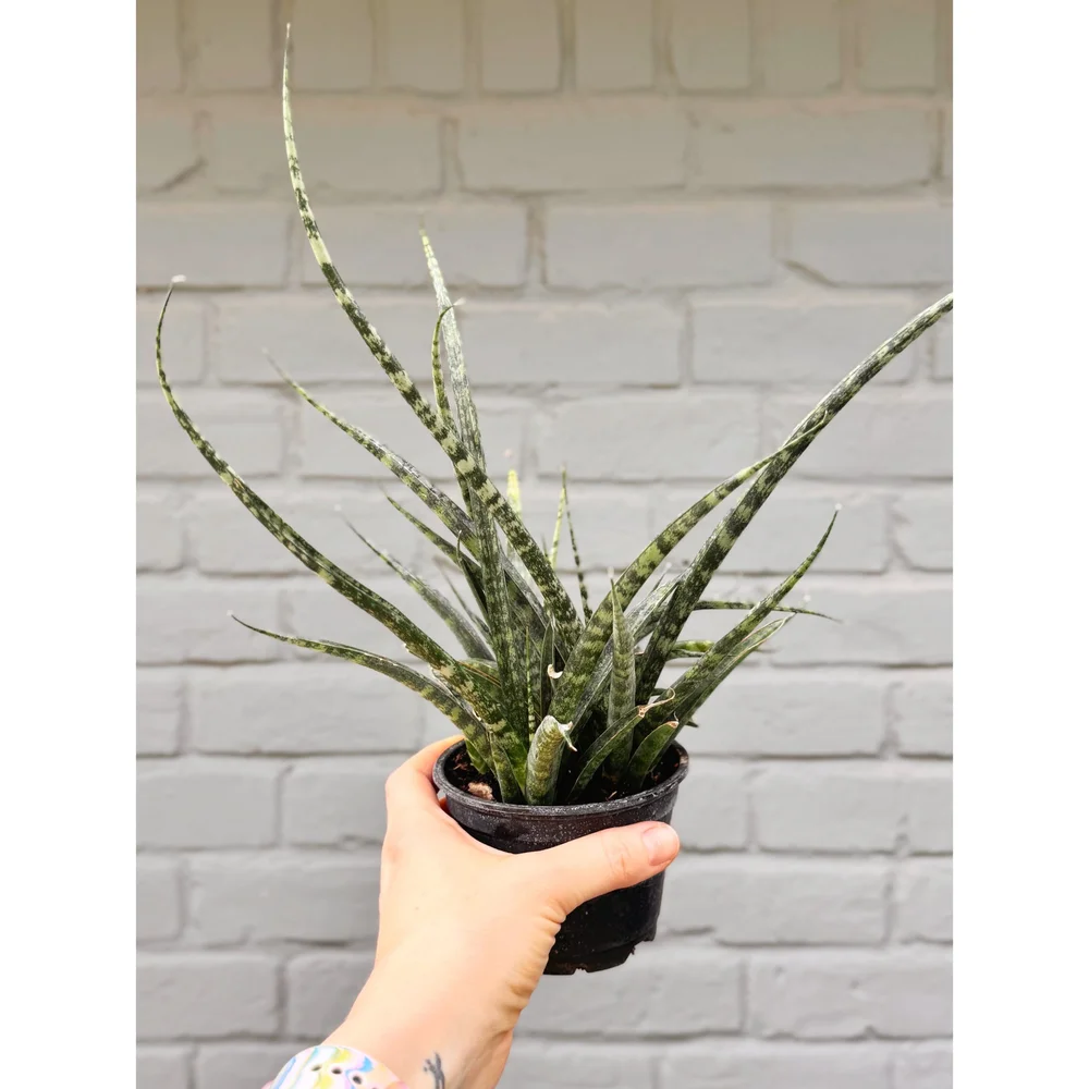 Sansevieria 'Fernwood Mikado' 4"  Stayin' Alive Succulents
