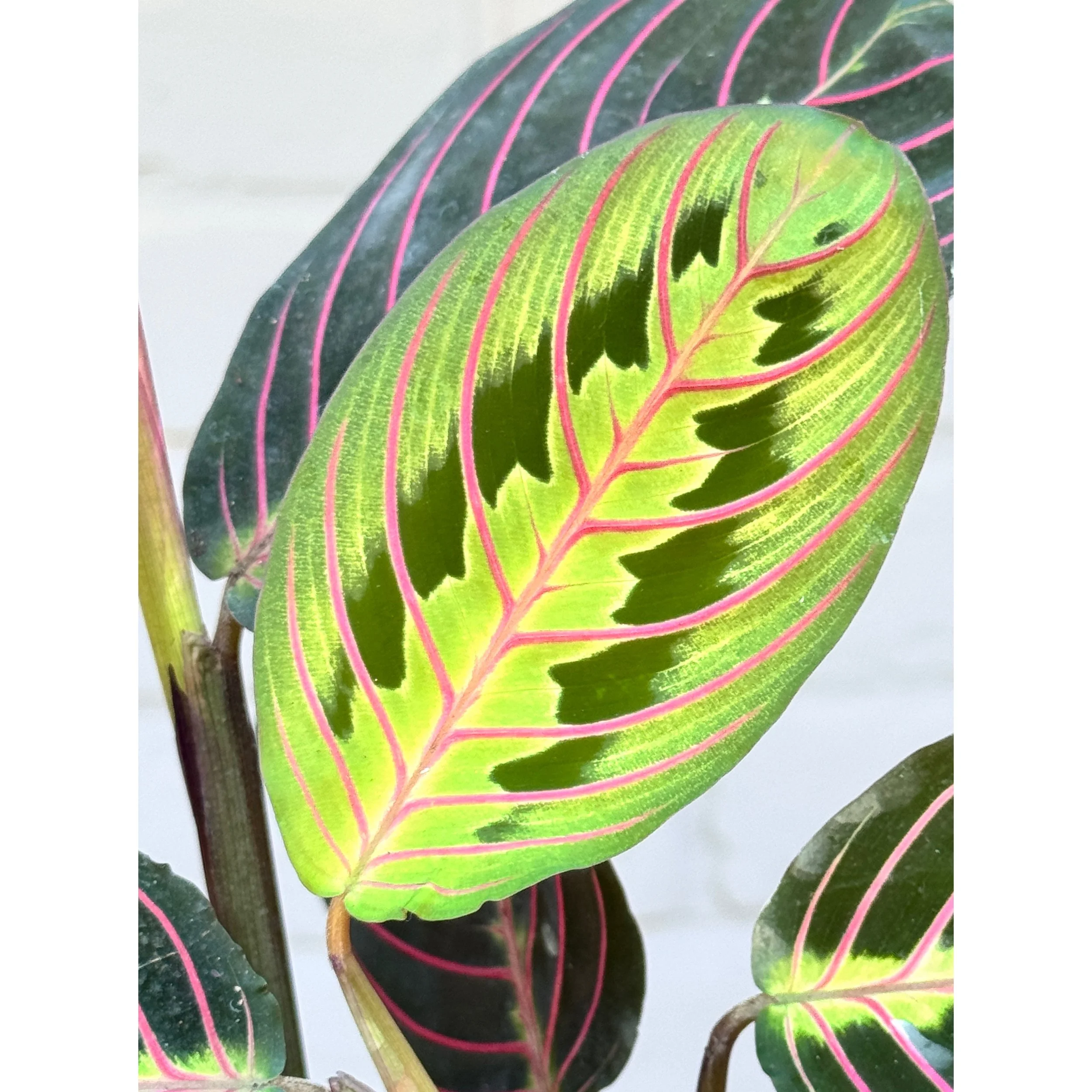 Red Maranta (Prayer Plant)