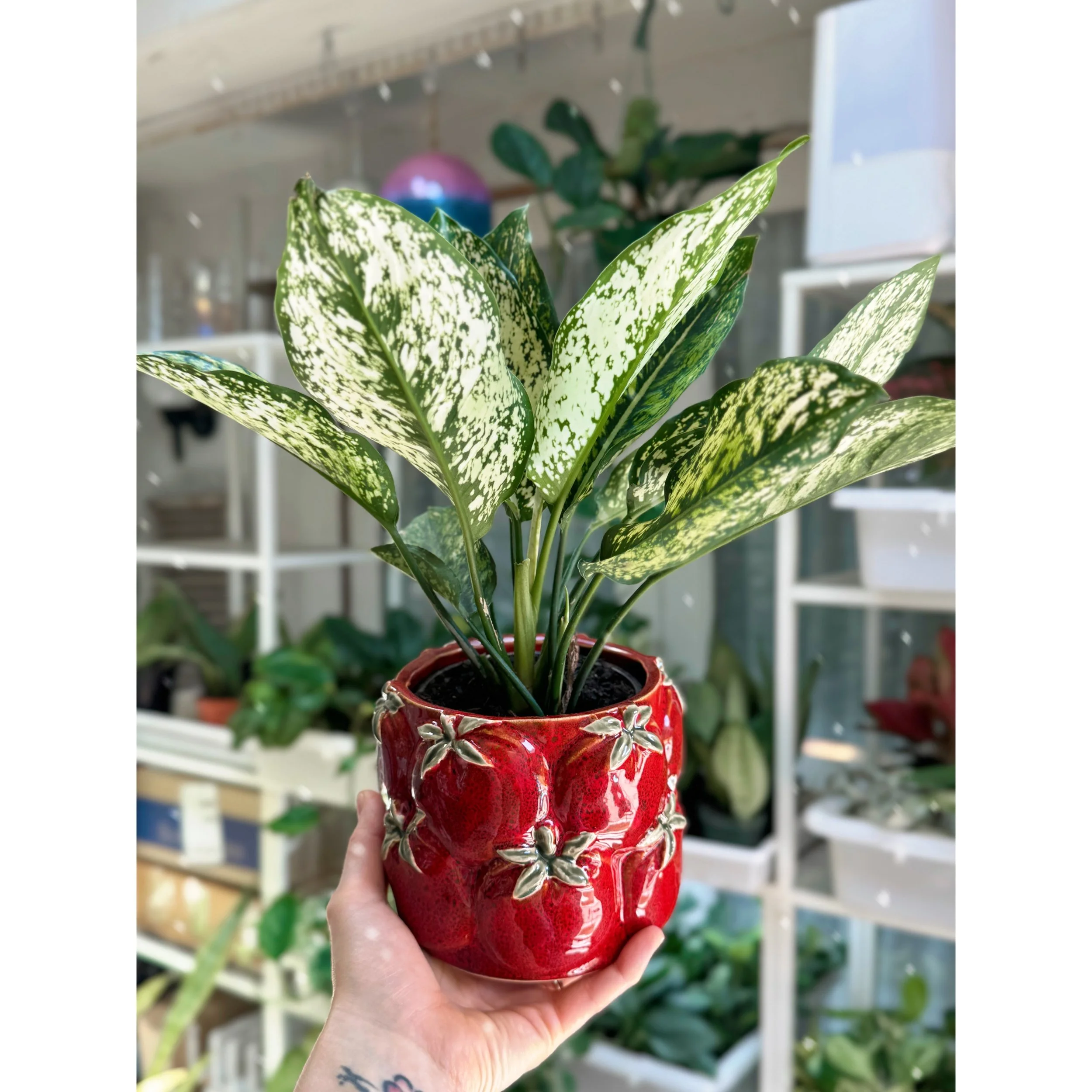 Aglaonema Hybrid 'Wintry Winehouse' in Cucina Tomato Pot