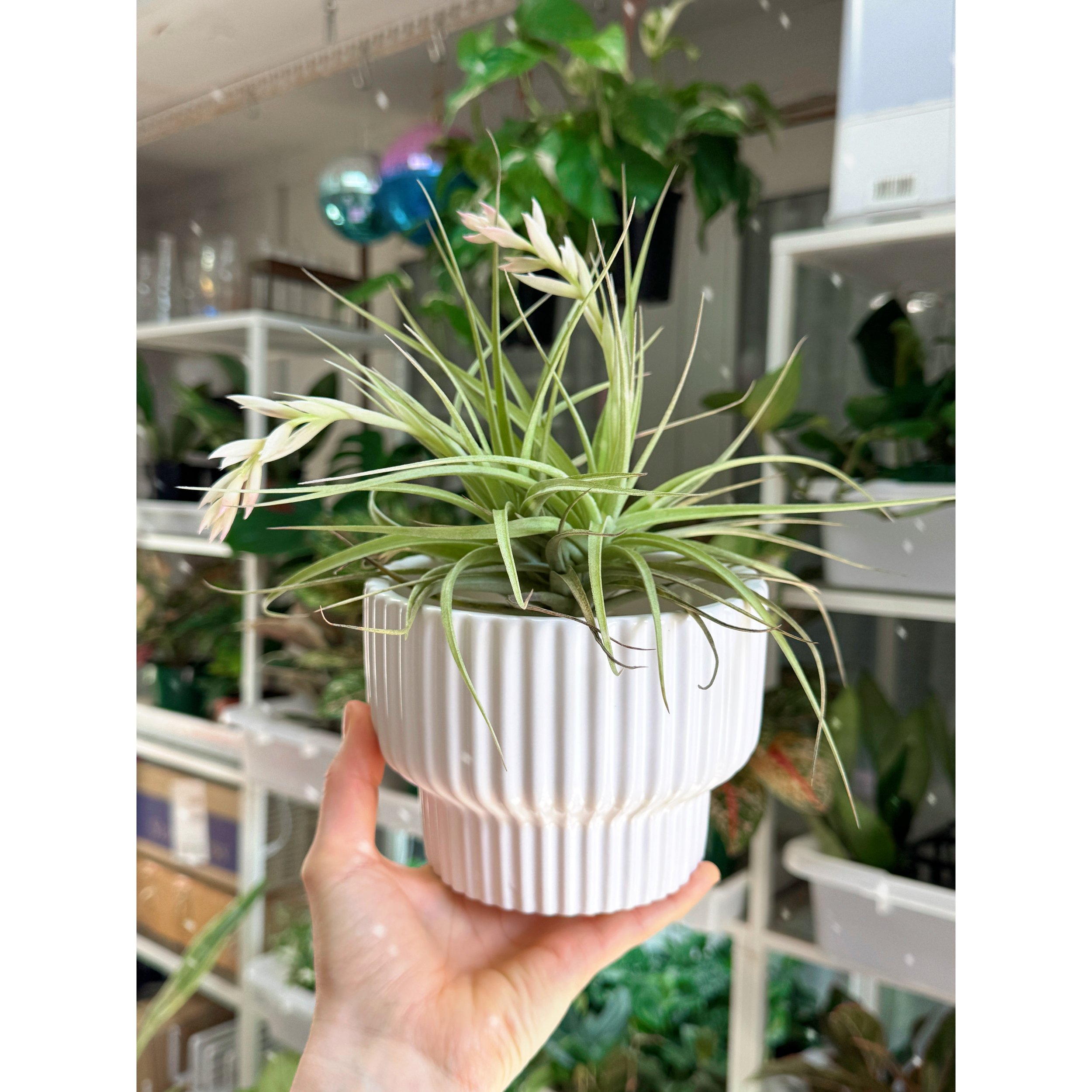 Tillandsia Stricta Hybrid - Pink Blooms in Presley White Pot