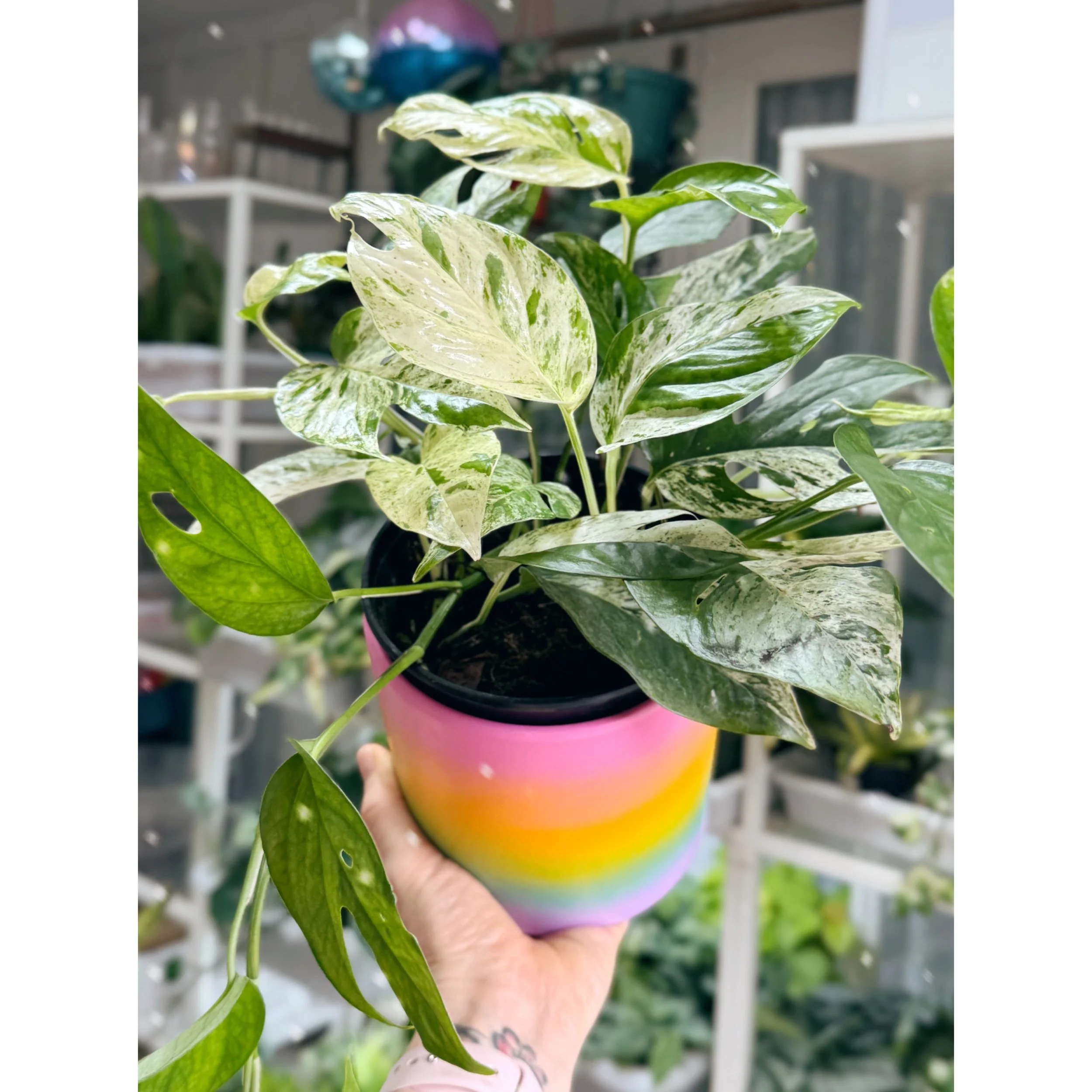 Epipremnum Pinnatum 'Marble' in Rainbow Ombre Pot