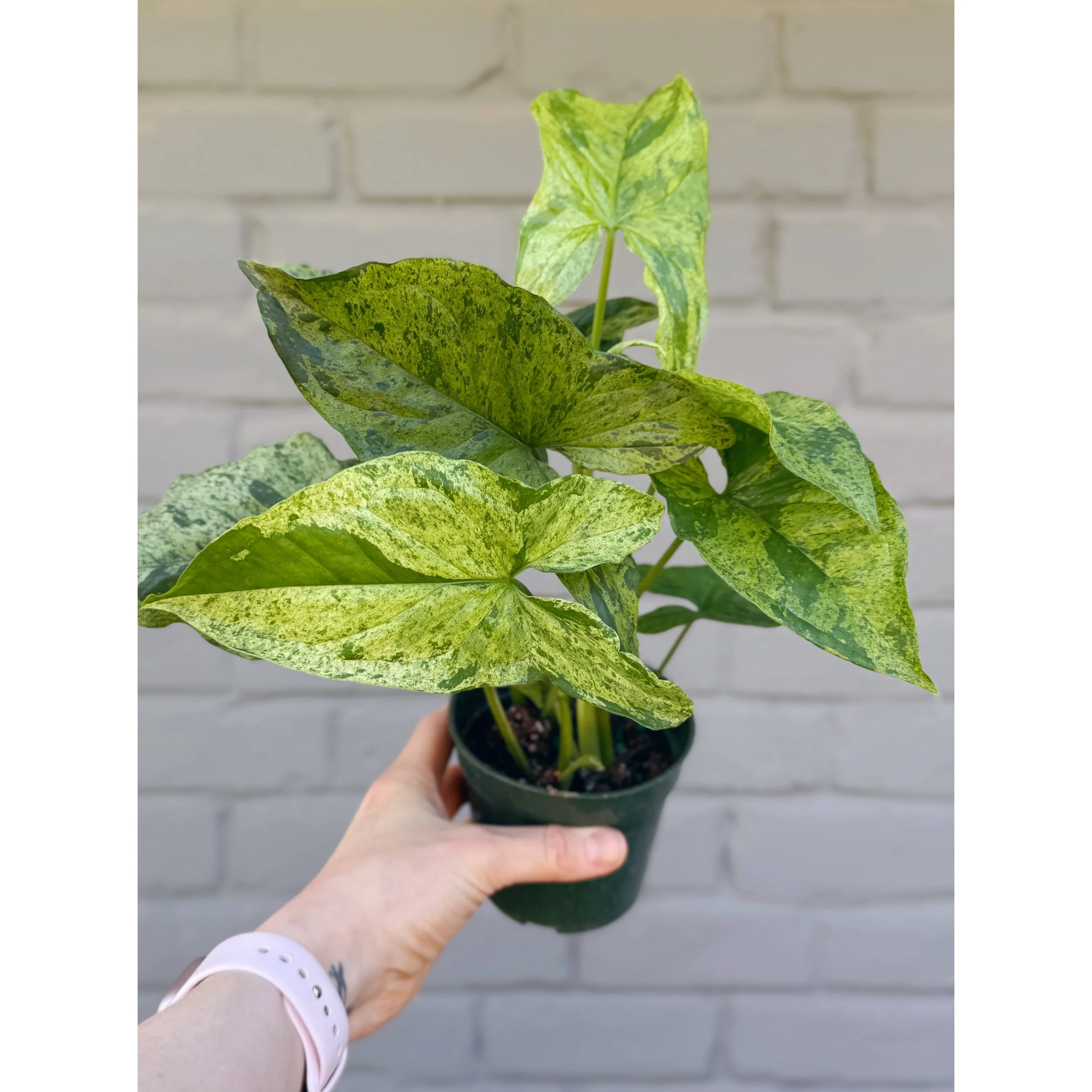Syngonium 'Mottled Mojito' 4"