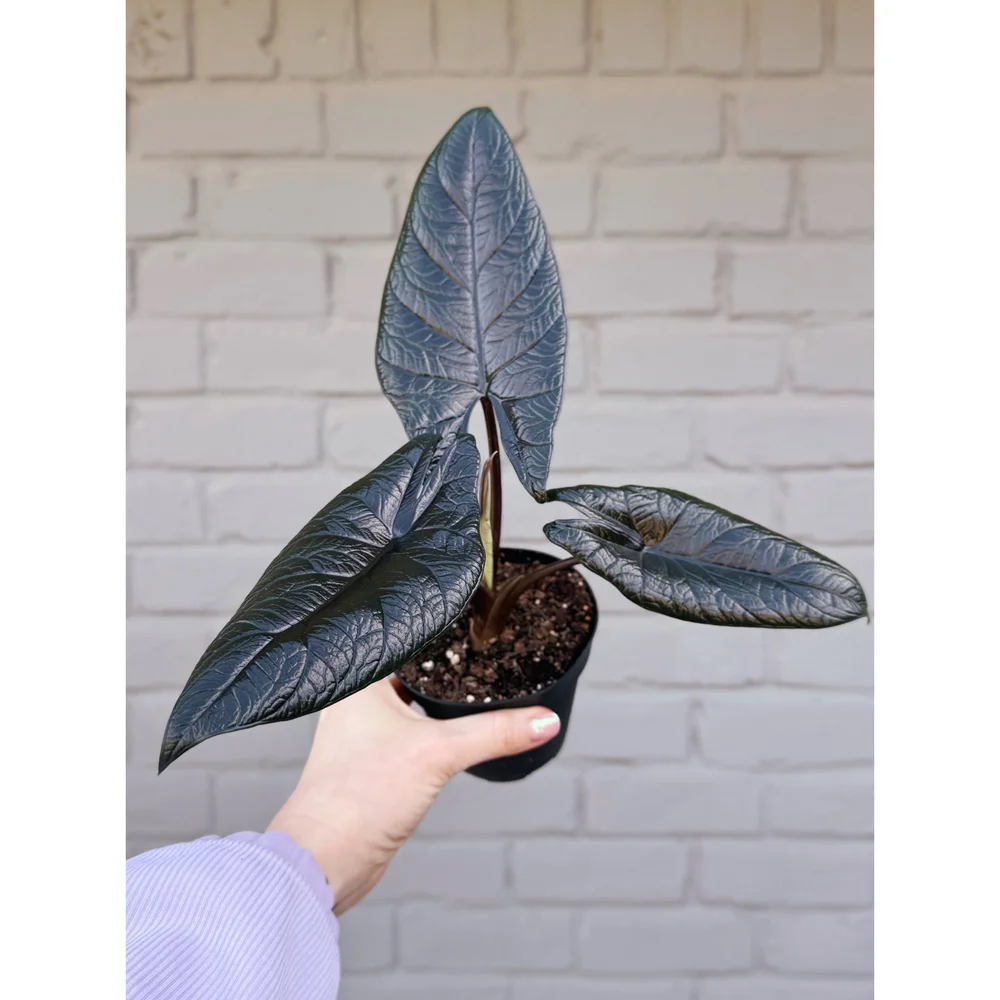 Alocasia 'Scalprum' 4