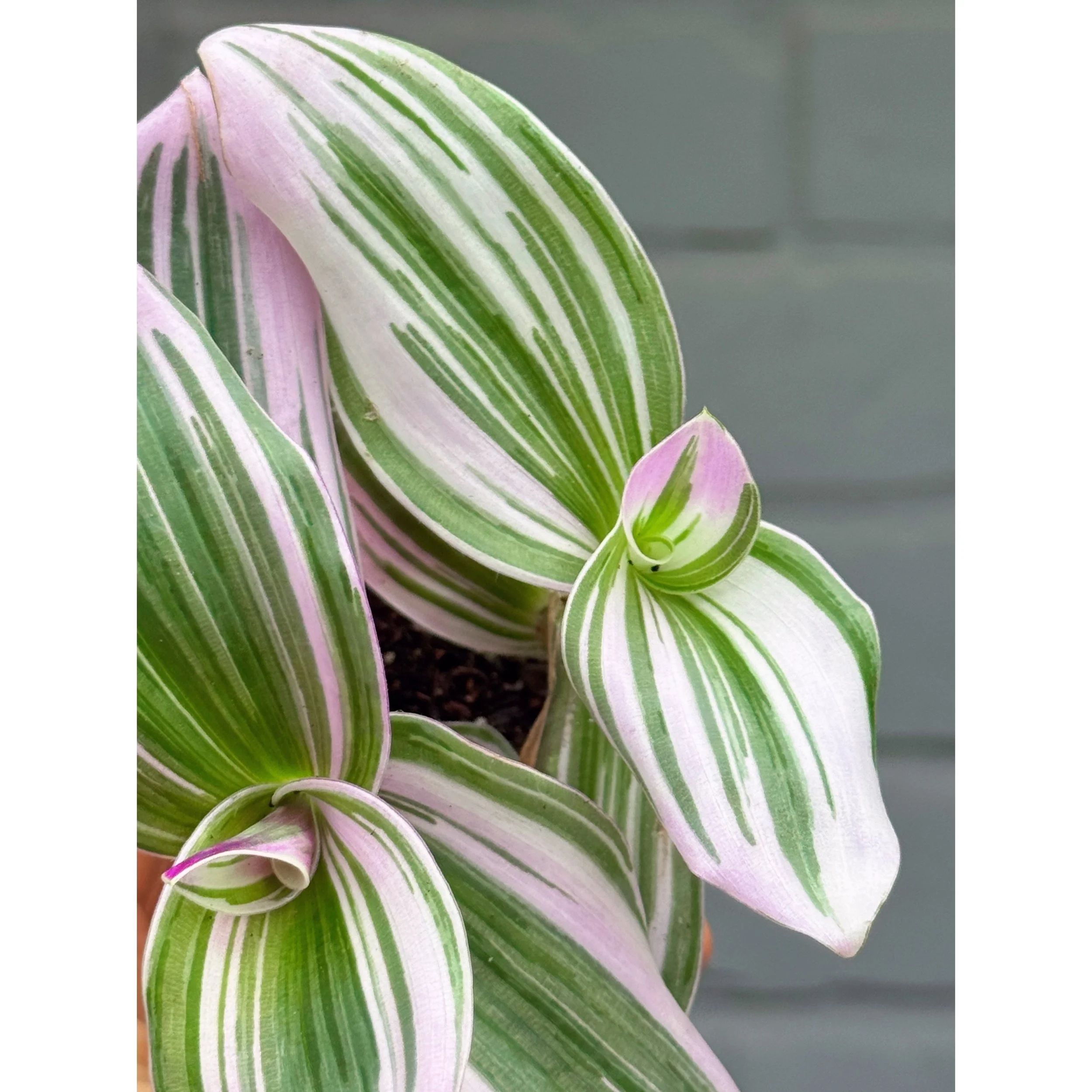 Tradescantia 'Nanouk'