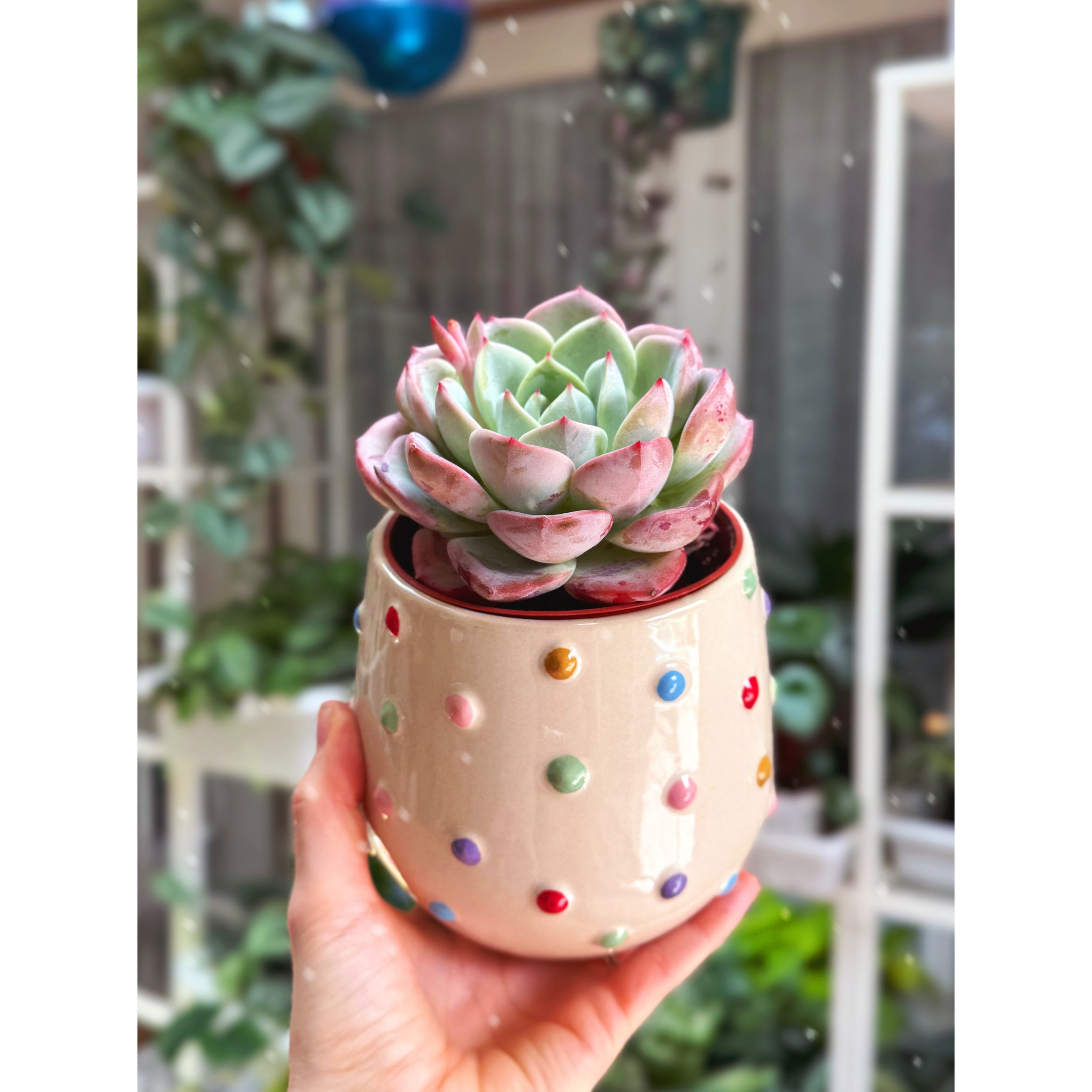 Echeveria 'Salmon' in Rainbow Color Dot Pot