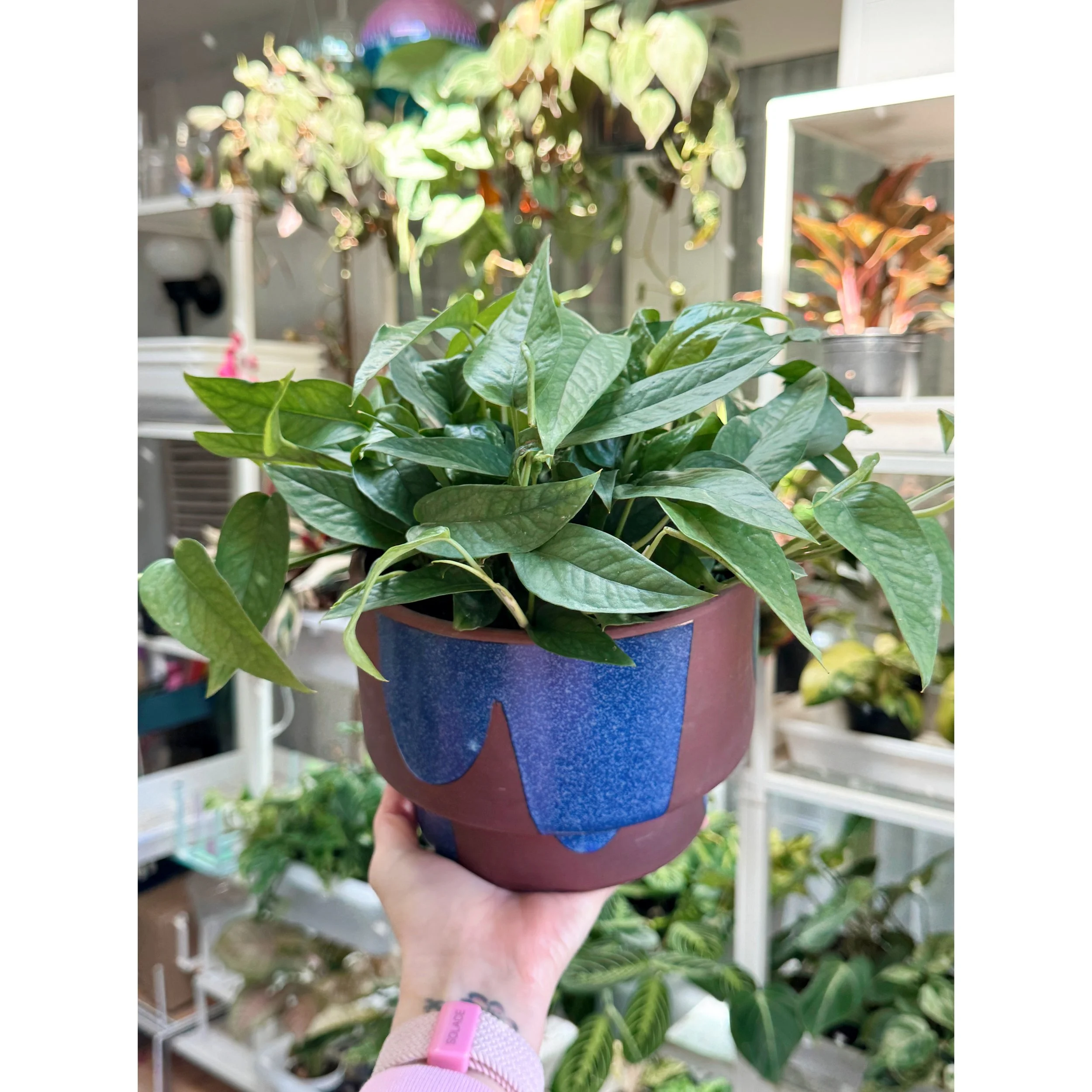 Cebu Blue Pothos in Shanti Blue Compote