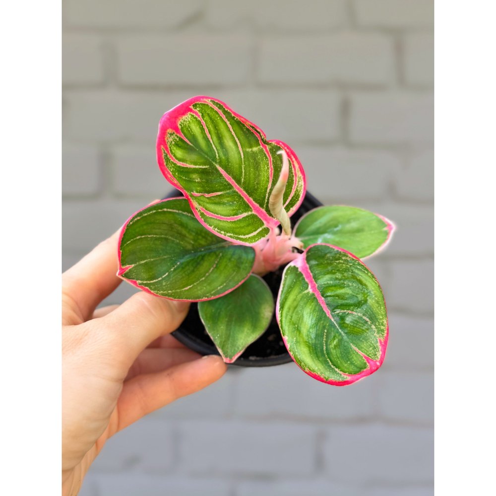 Aglaonema Khanza — Stayin' Alive Succulents