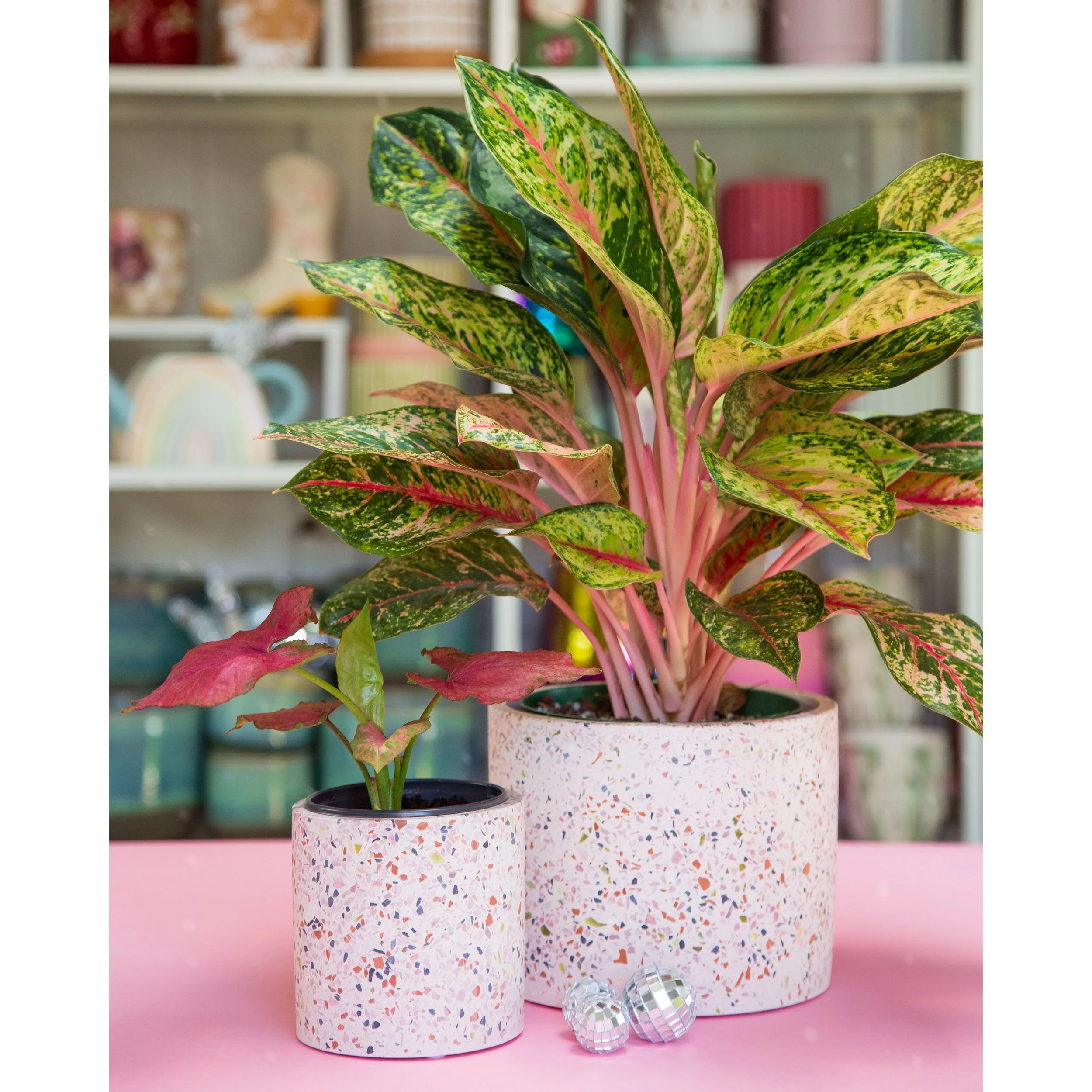 Terrazzo Planters 4" and 6"