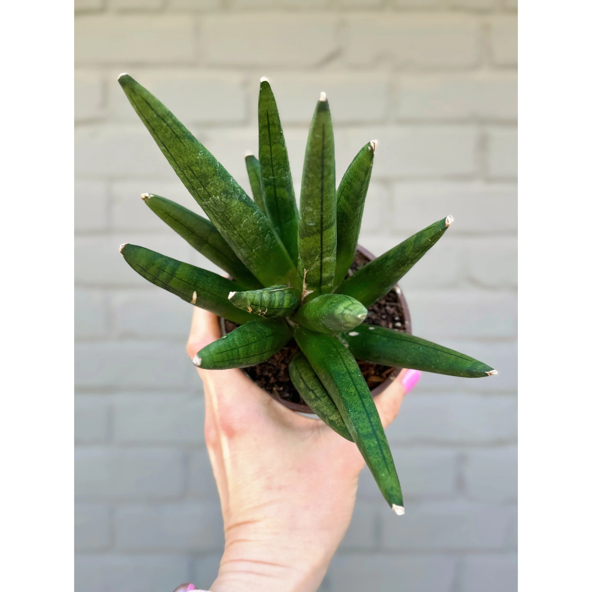 Sansevieria Boncellensis 'Hedgehog'