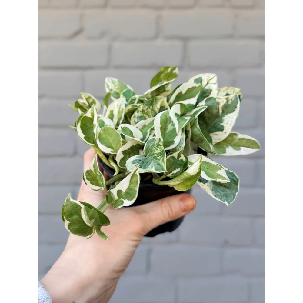 *potepote* パールと白磁*　アイボリー Pothos 'Pearls and Jade' — Stayin' Alive Succulents