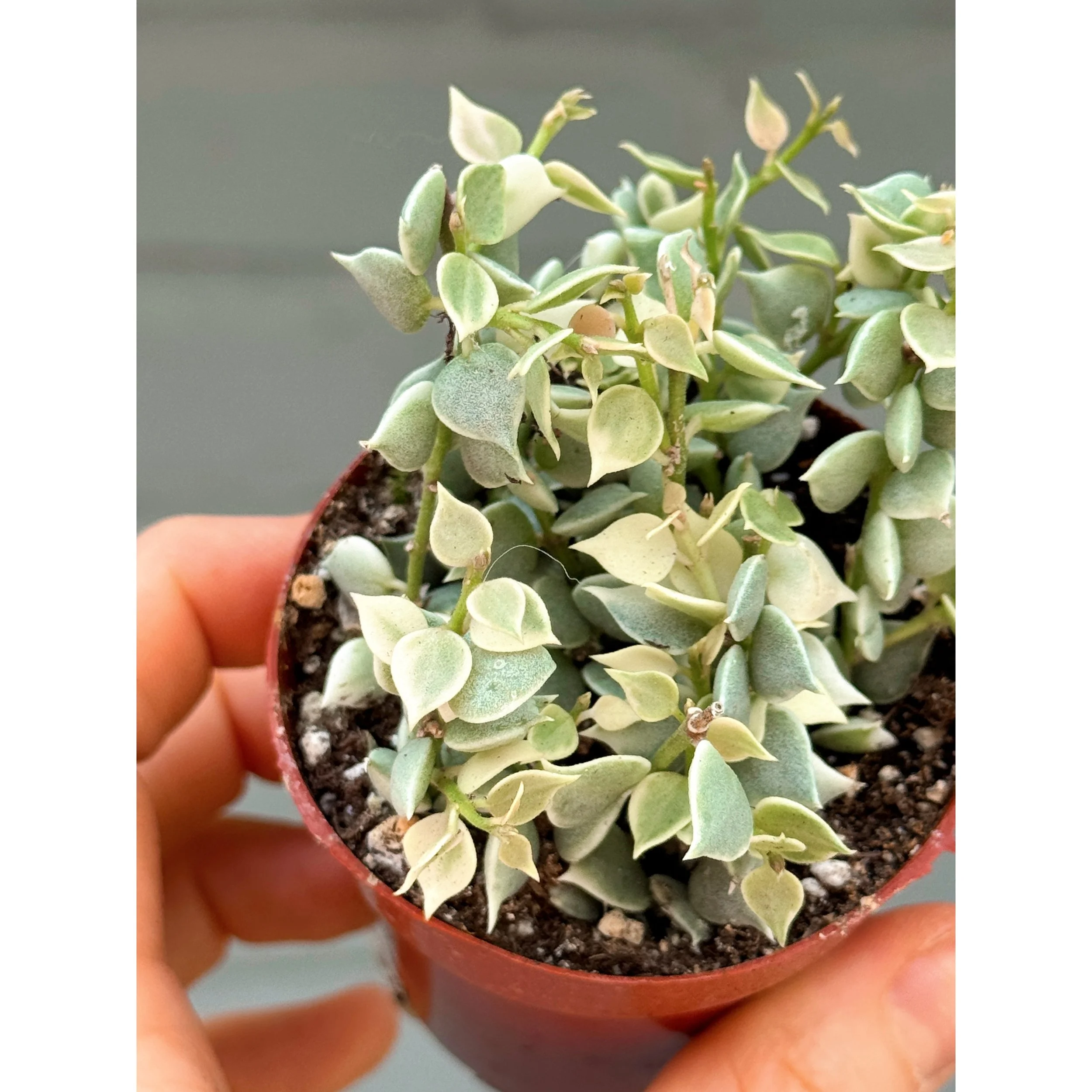 Dischidia Ruscifolia - Variegated Million Hearts