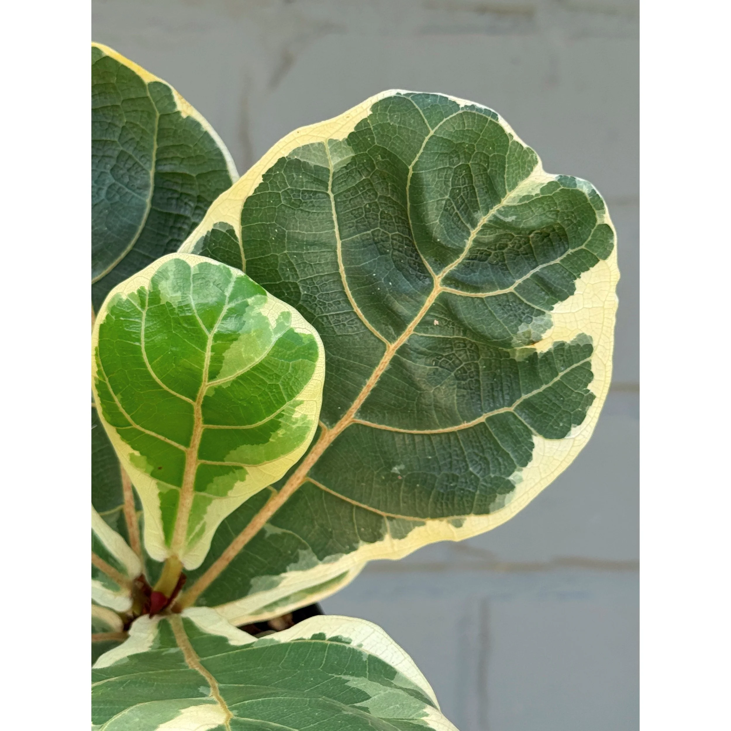 Ficus 'Lyrata' Variegated