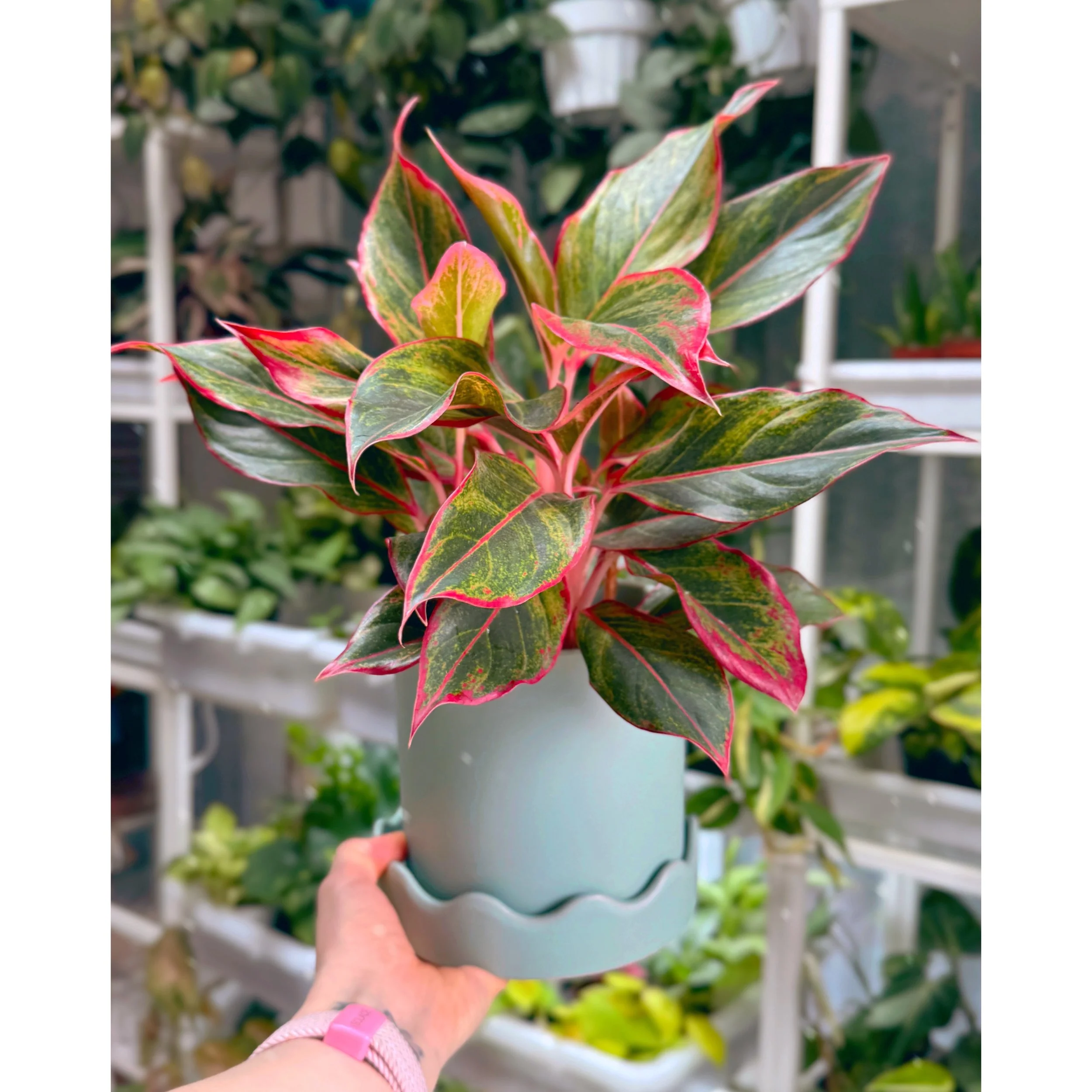 Pissaro Mint Scalloped Planter with Saucer