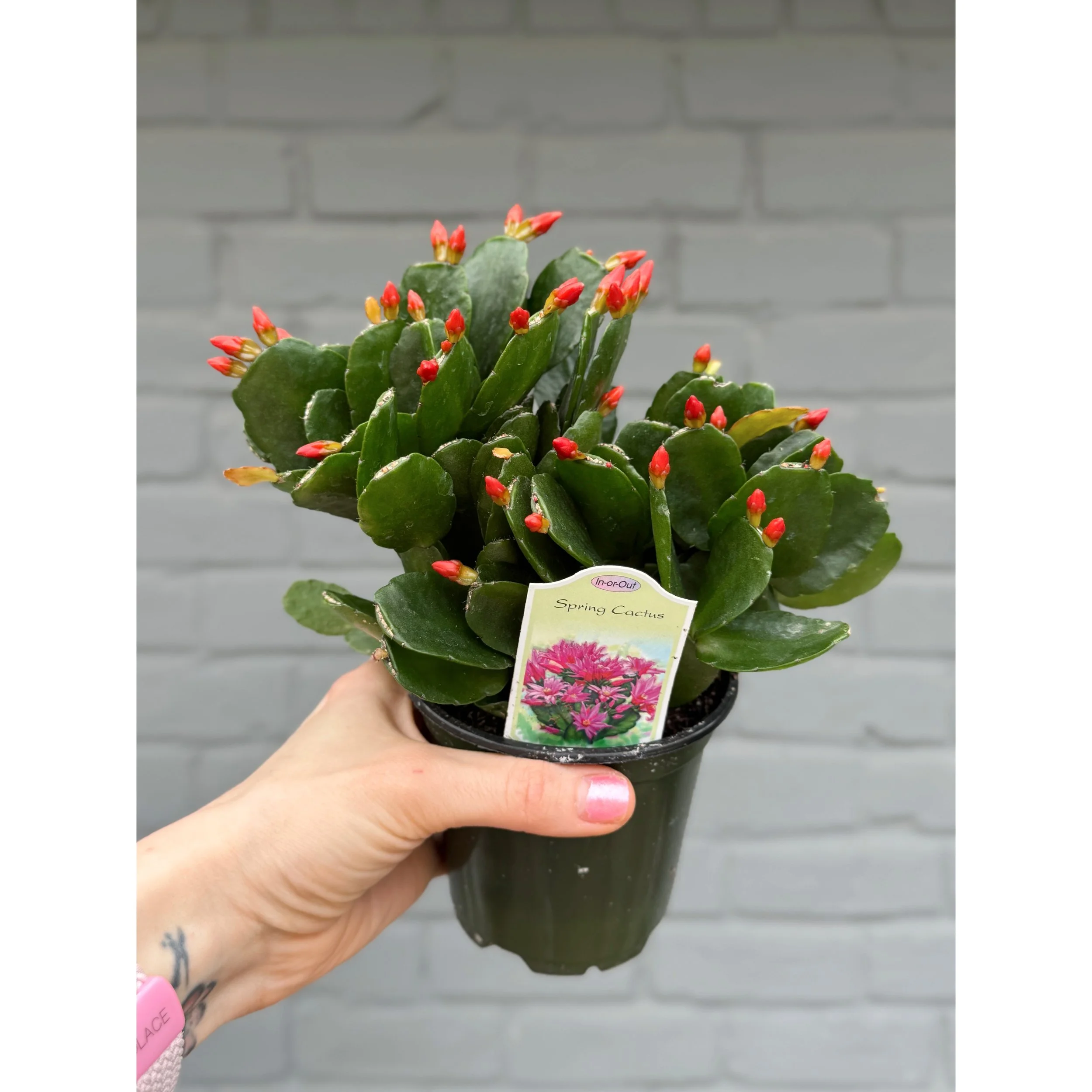 Orange Spring Cactus 4"