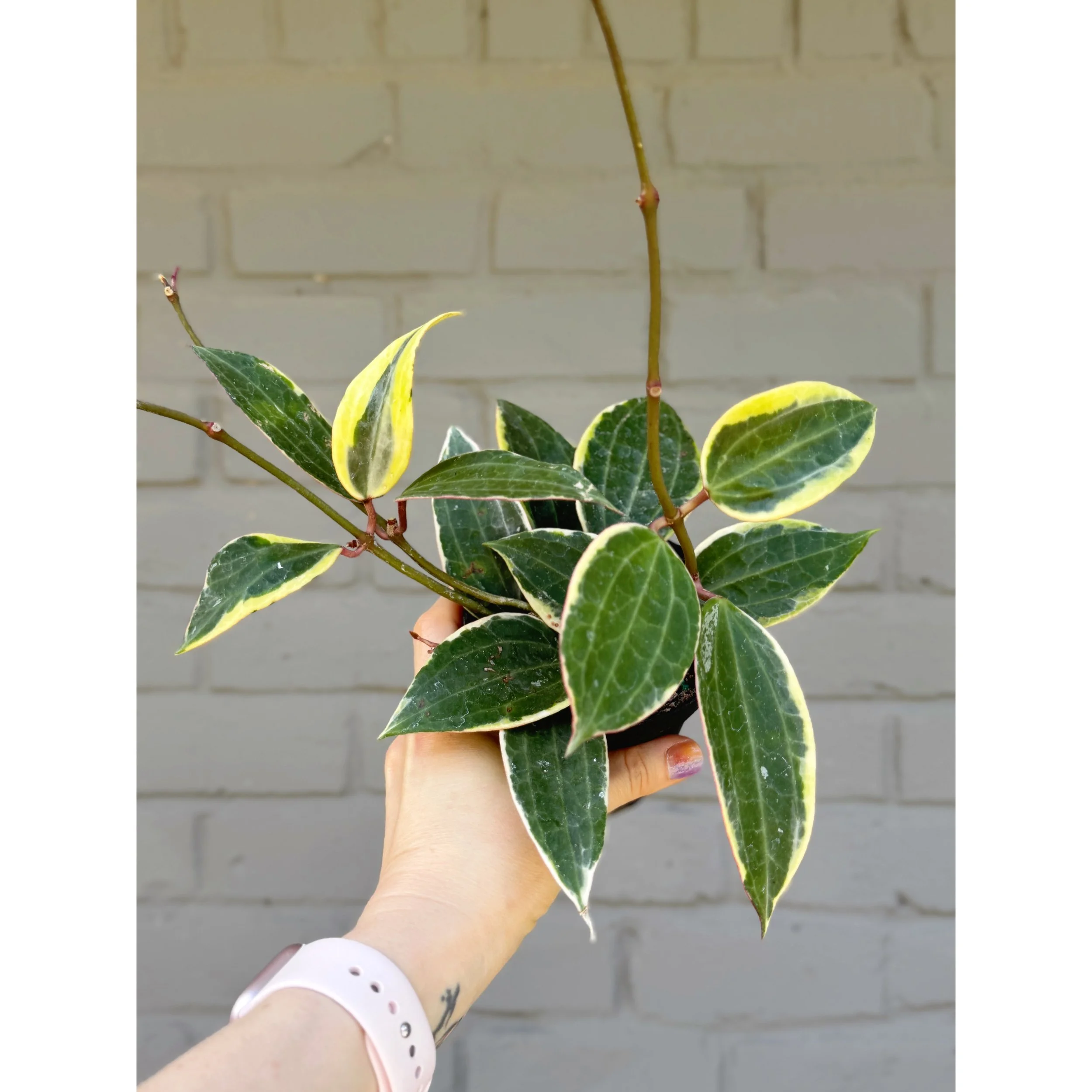 Hoya Macrophylla Variegata 4”