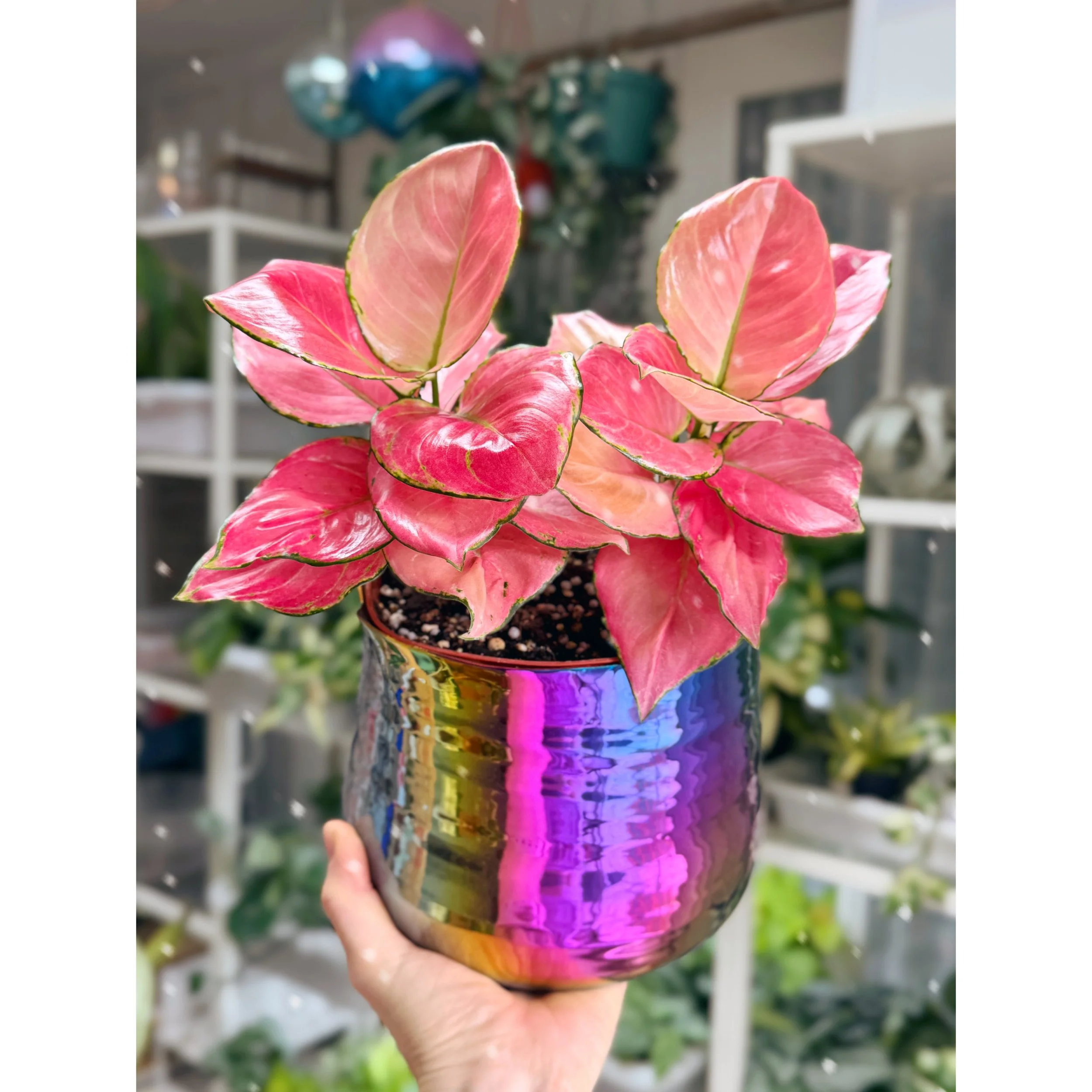 Aglaonema Hybrid 'Pink Star' in Tegan Rainbow Pot