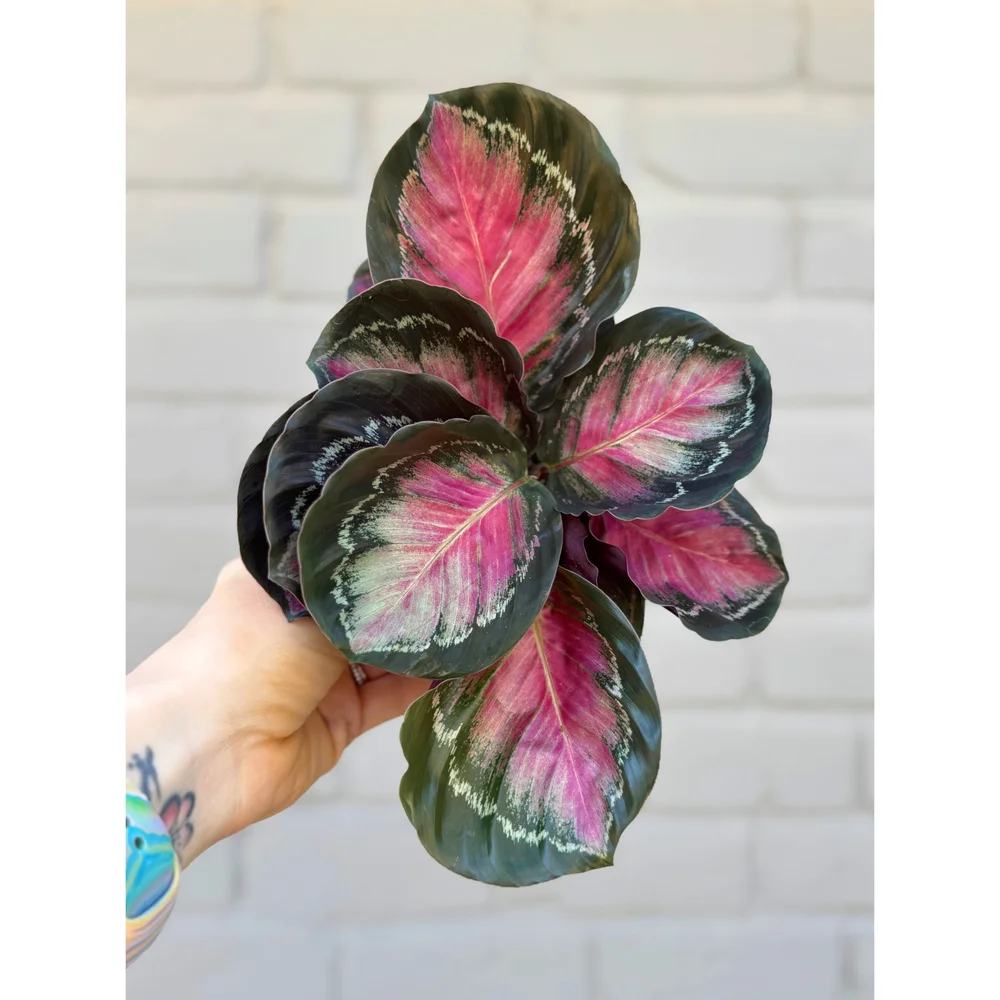 Calathea Roseopicta 'Crimson Green' 4"  Stayin' Alive Succulents