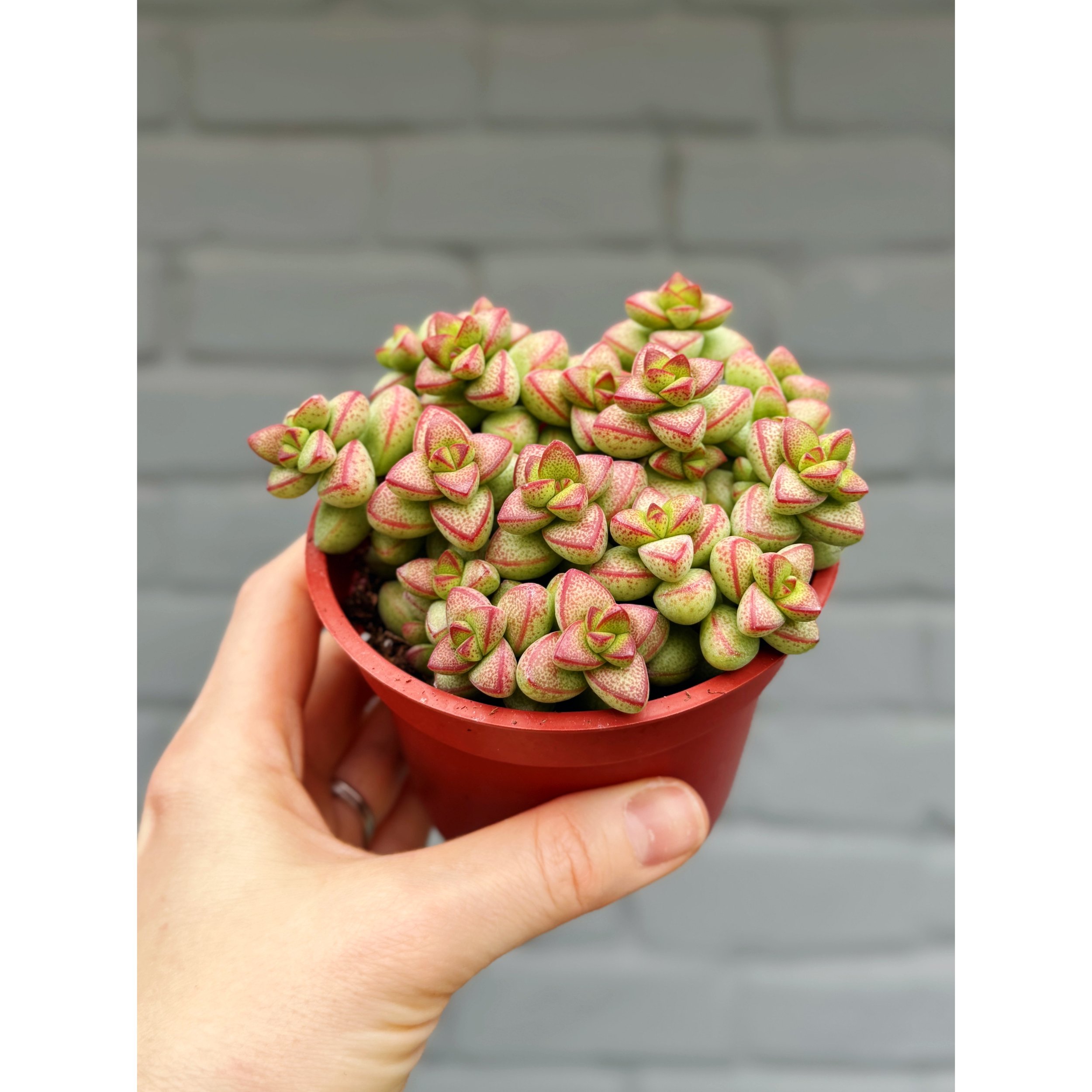 Crassula 'Brevifolia'
