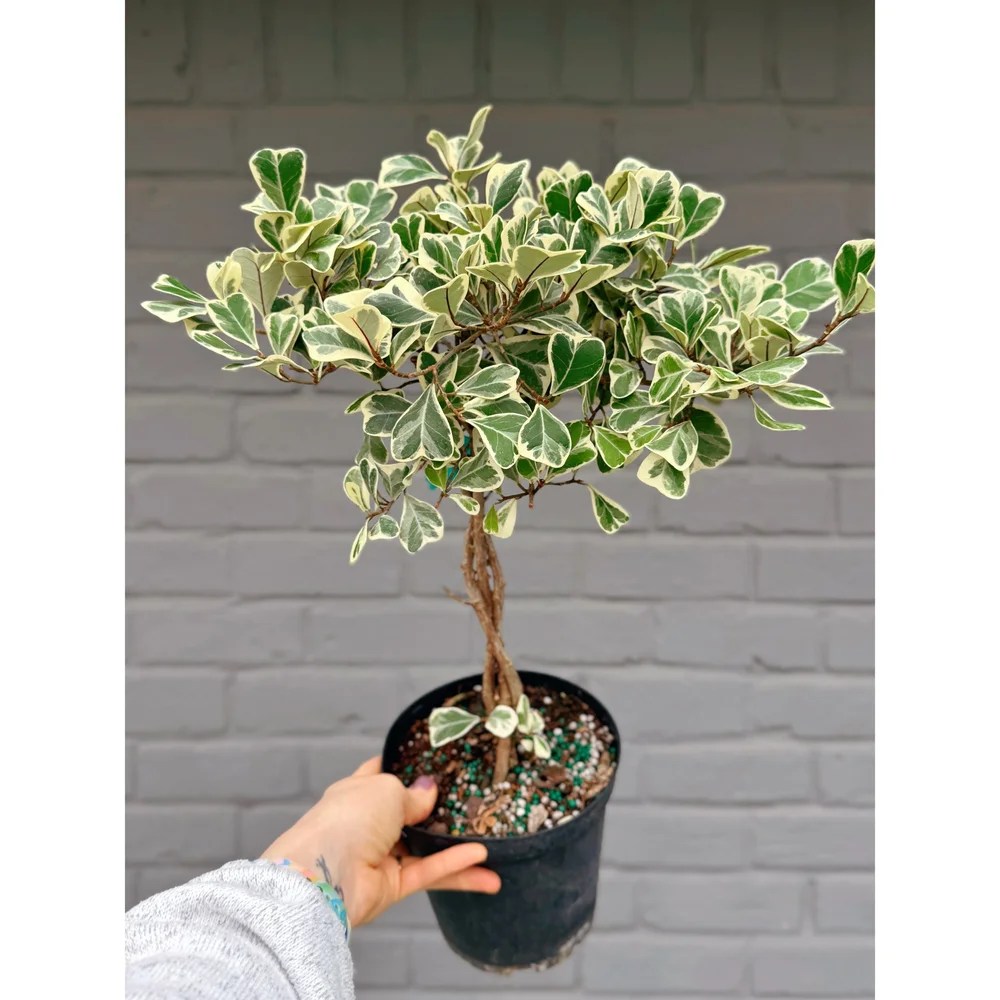 Ficus Triangularis Variegata (Braided) 6