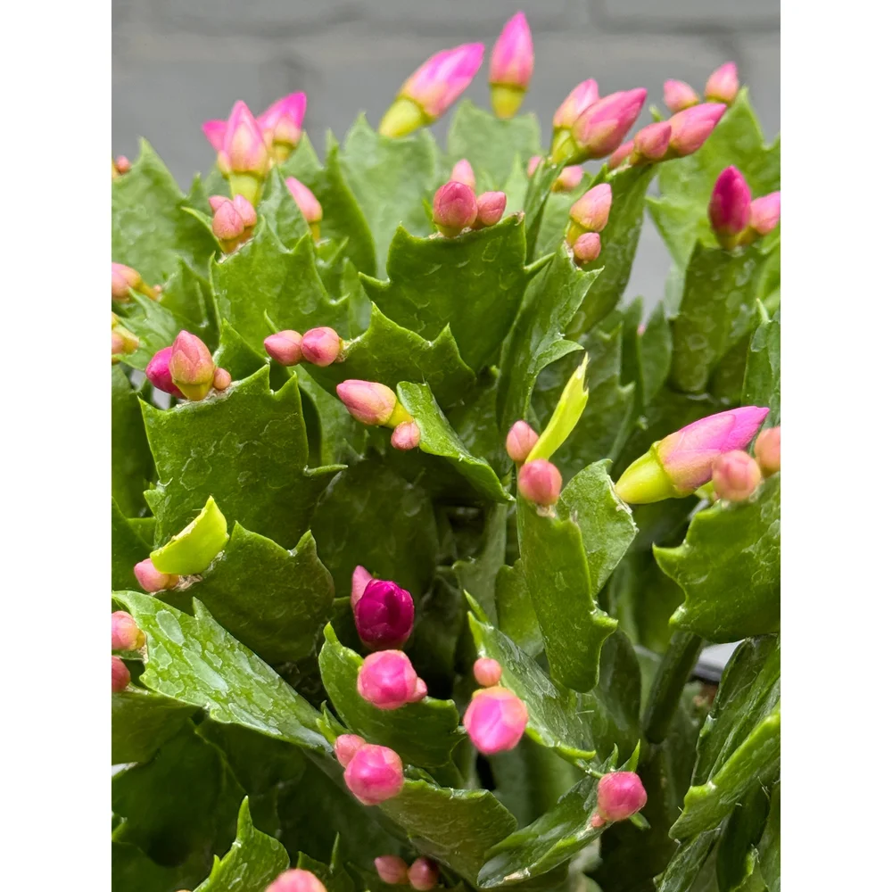 cactus artwork Pink Passion Cactus Canvas Art main image 1