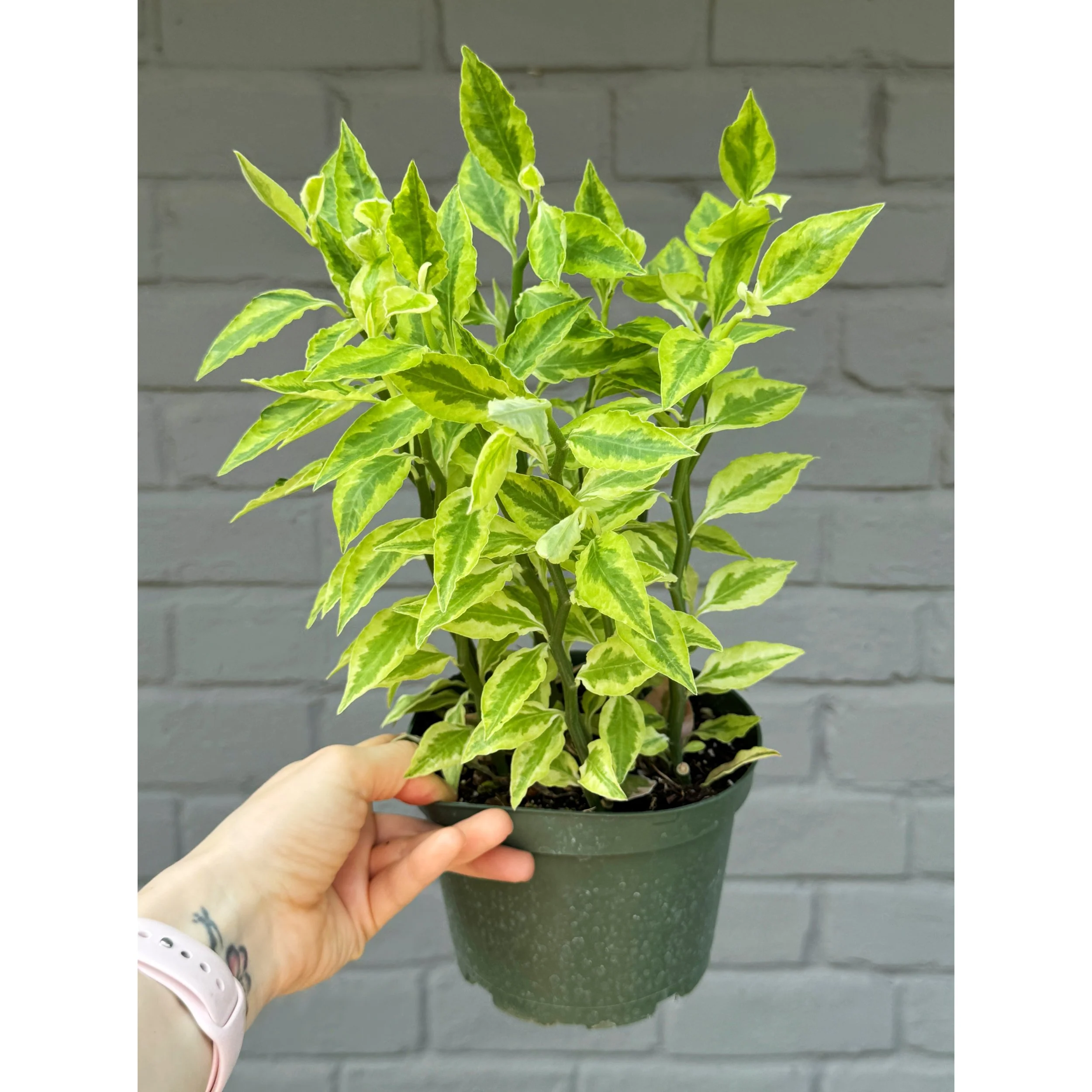 Euphorbia Tithymaloides 'Variegated Devil's Backbone'
