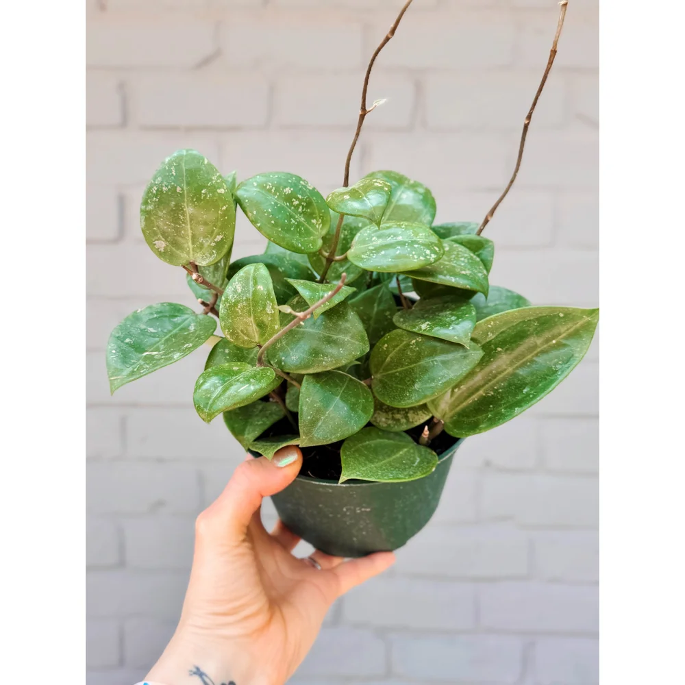 Hoya Parasitica Splash 4" or 6"  Stayin' Alive Succulents