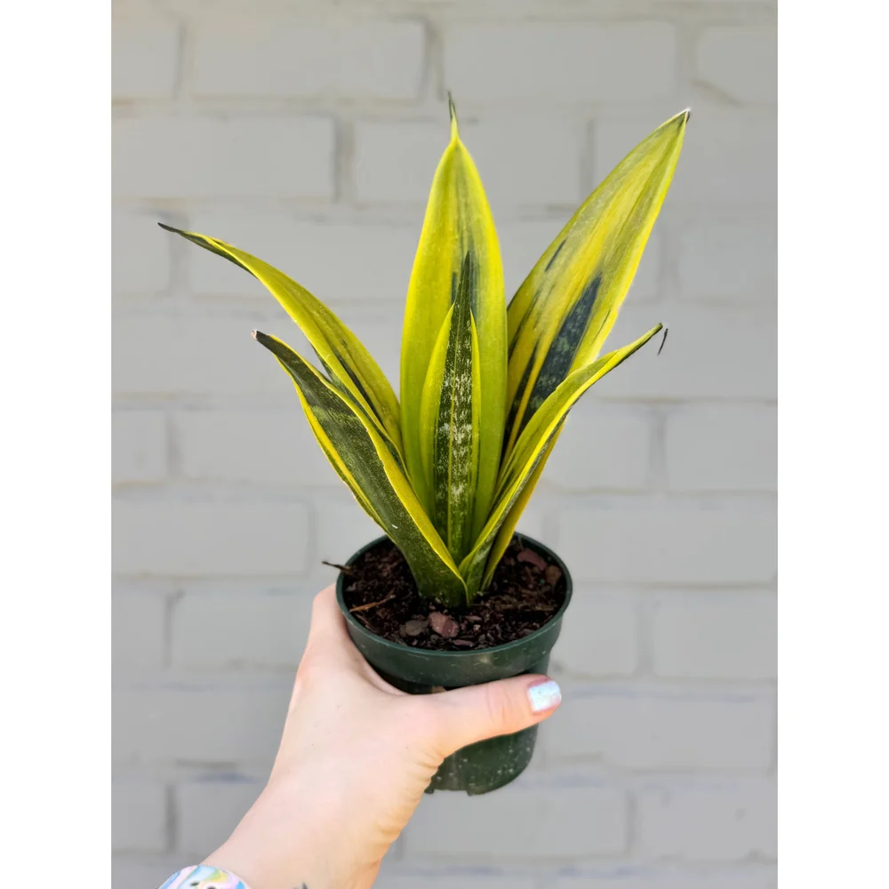 Sansevieria Trifasciata Golden Flame 4"  Stayin' Alive Succulents