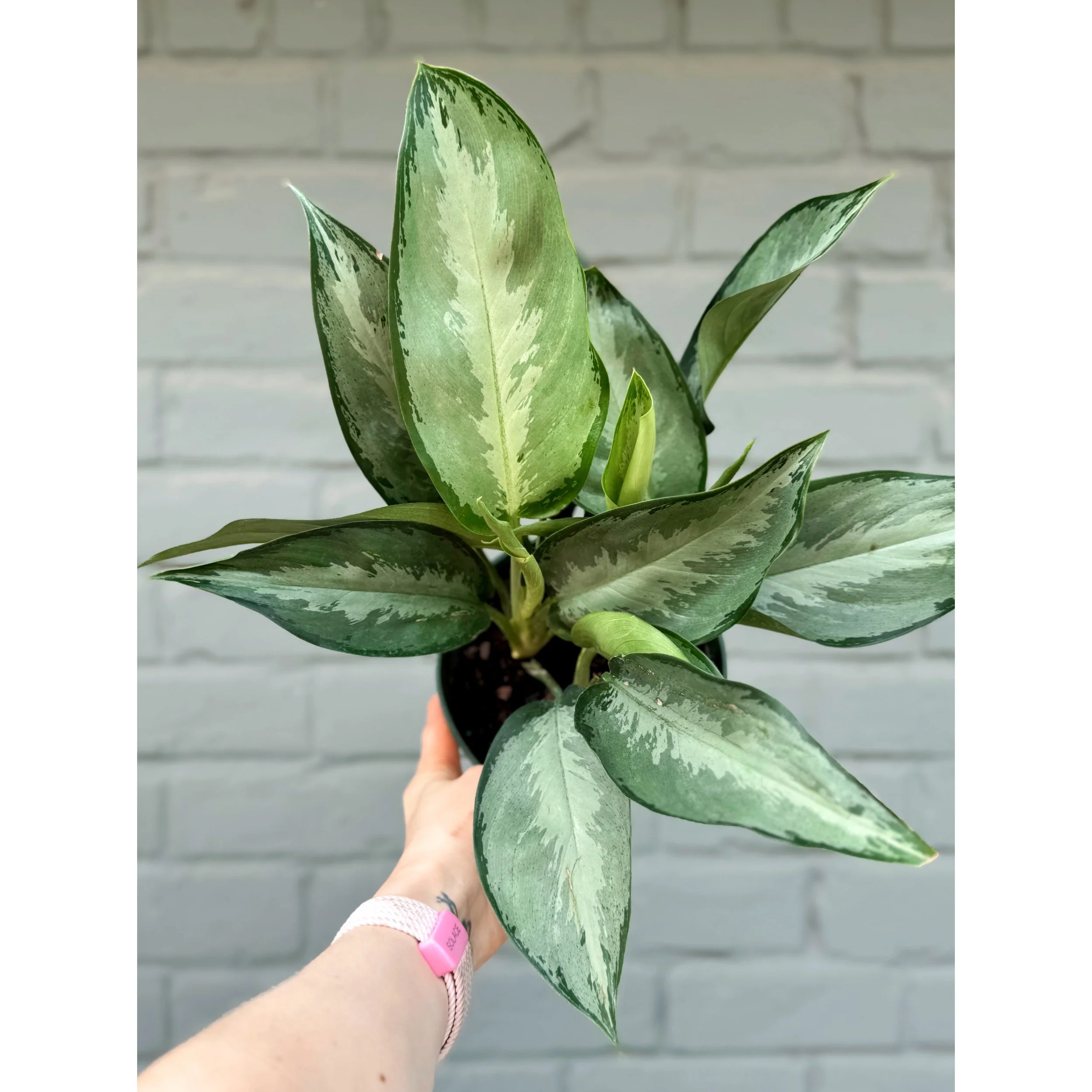 Aglaonema Hybrid 'Silverado'
